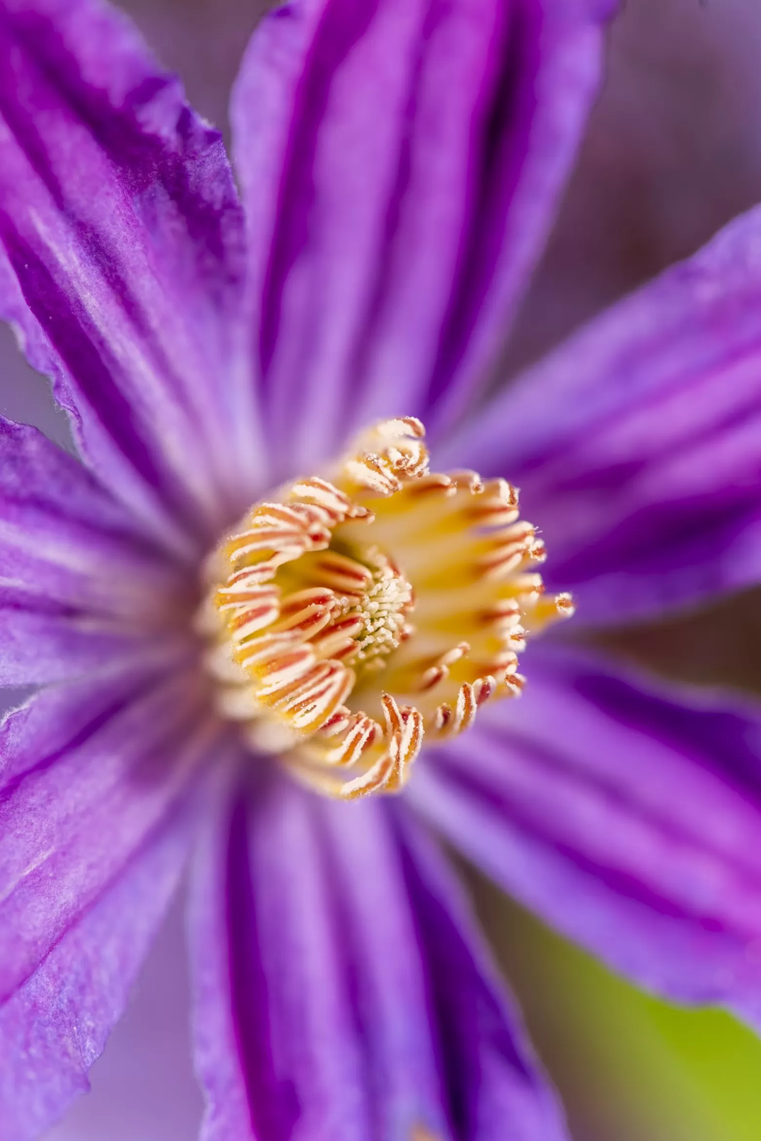 Marginpar Clematis Amazing Geneva cut flower