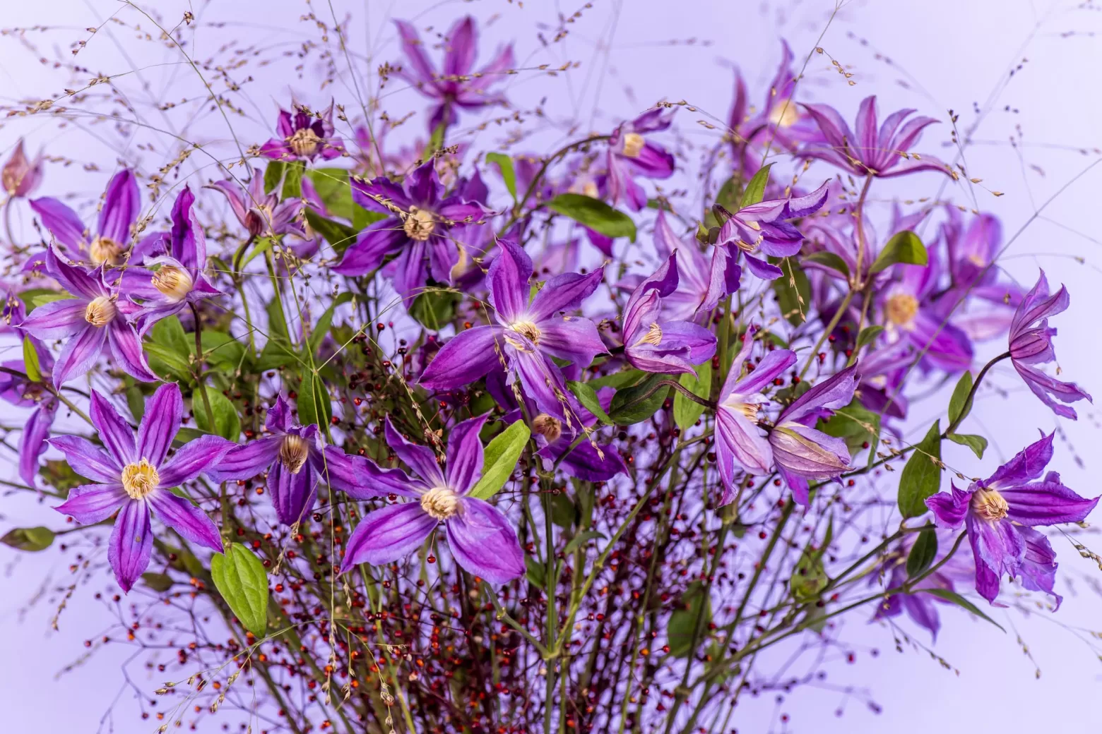 Marginpar Clematis Amazing Geneva cut flower