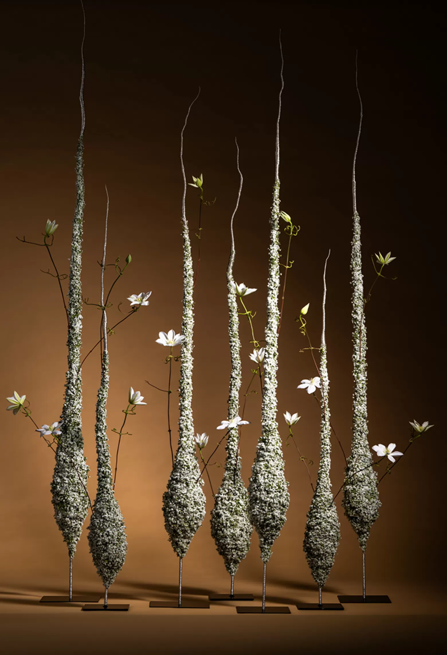 Hanneke Frankema - Gypsophila Million Daisy