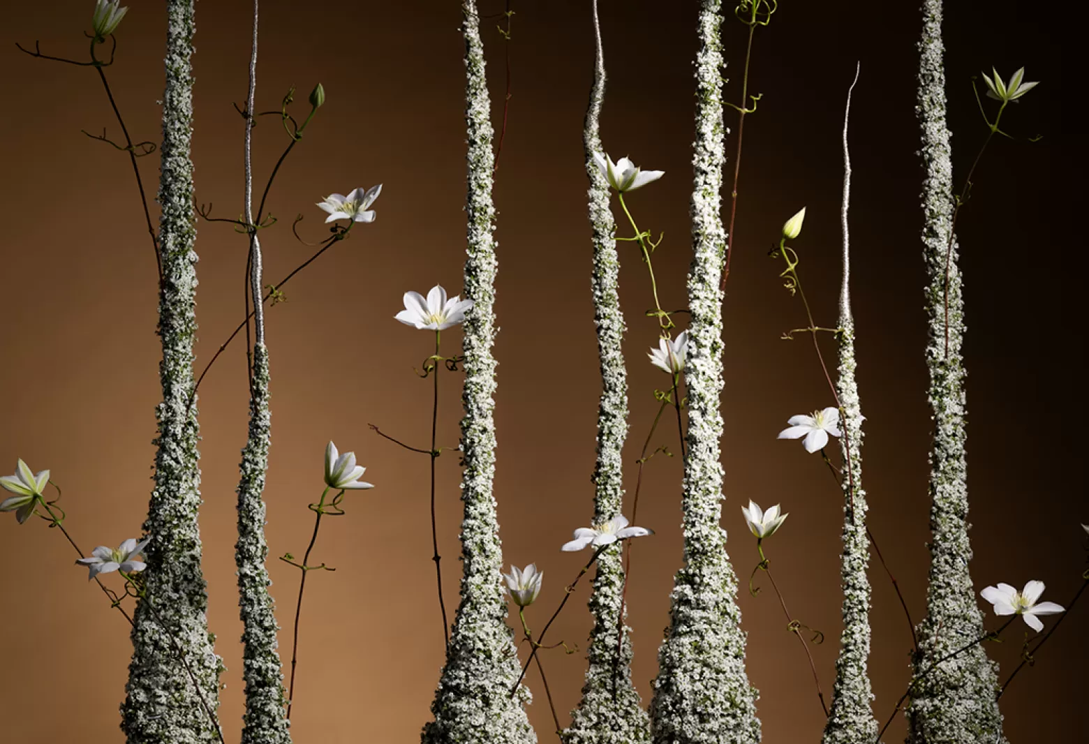 Hanneke Frankema - Gypsophila Million Daisy