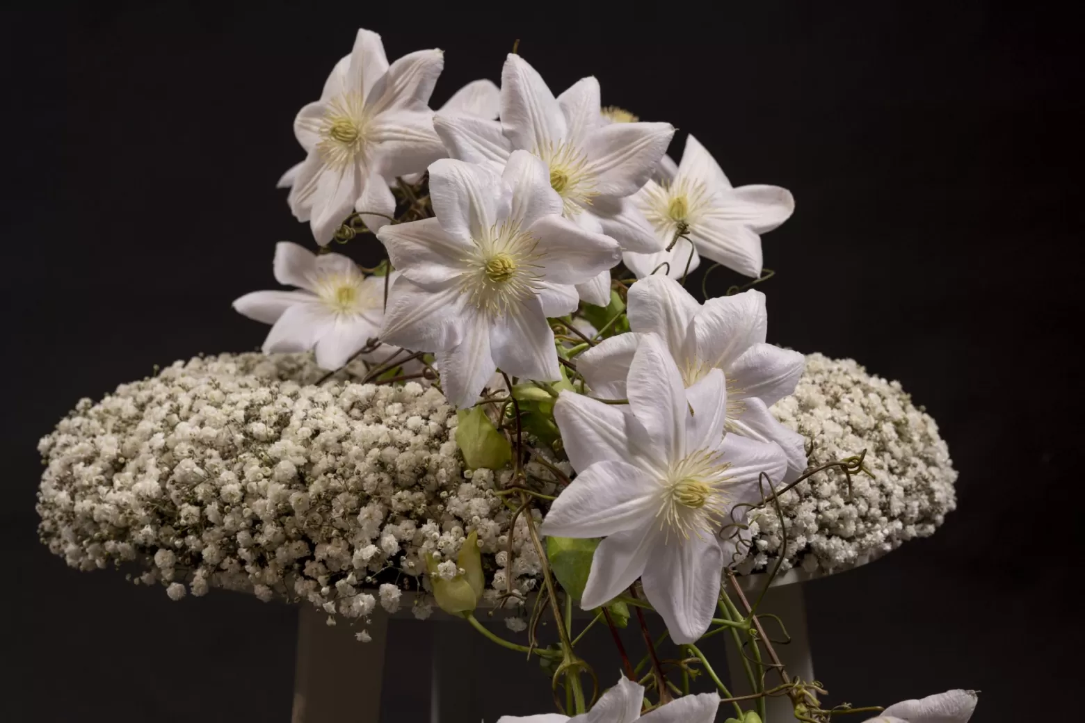 Gypsophila cut flower Marginpar