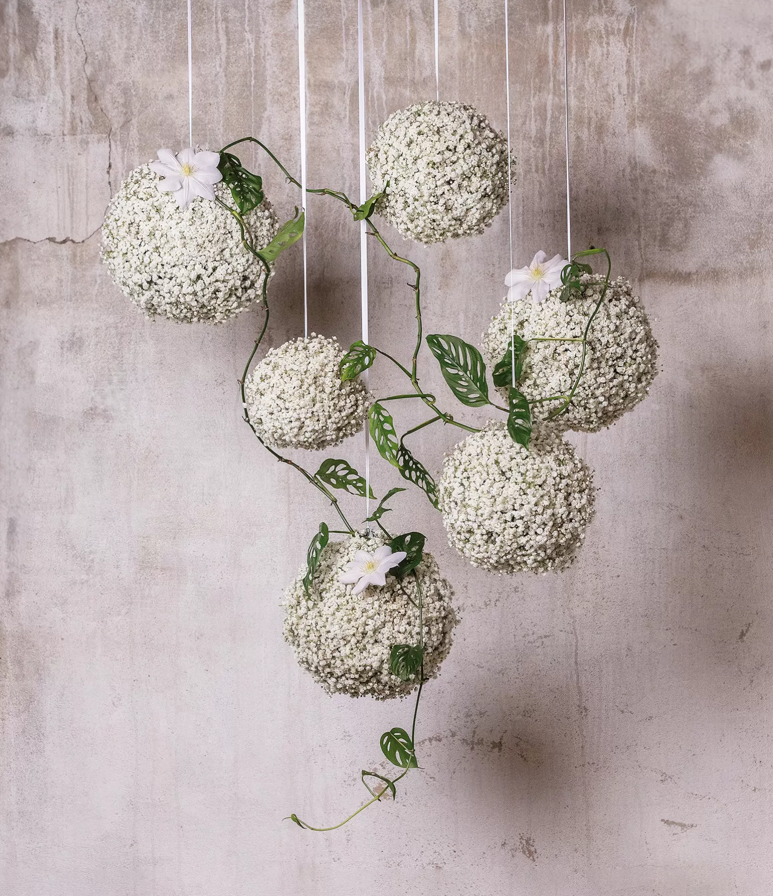 Gypsophila cut flower Marginpar