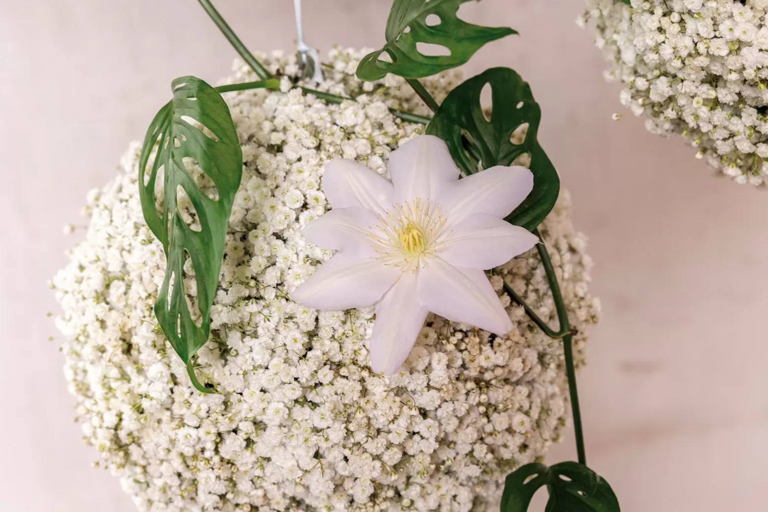 Gypsophila cut flower Marginpar