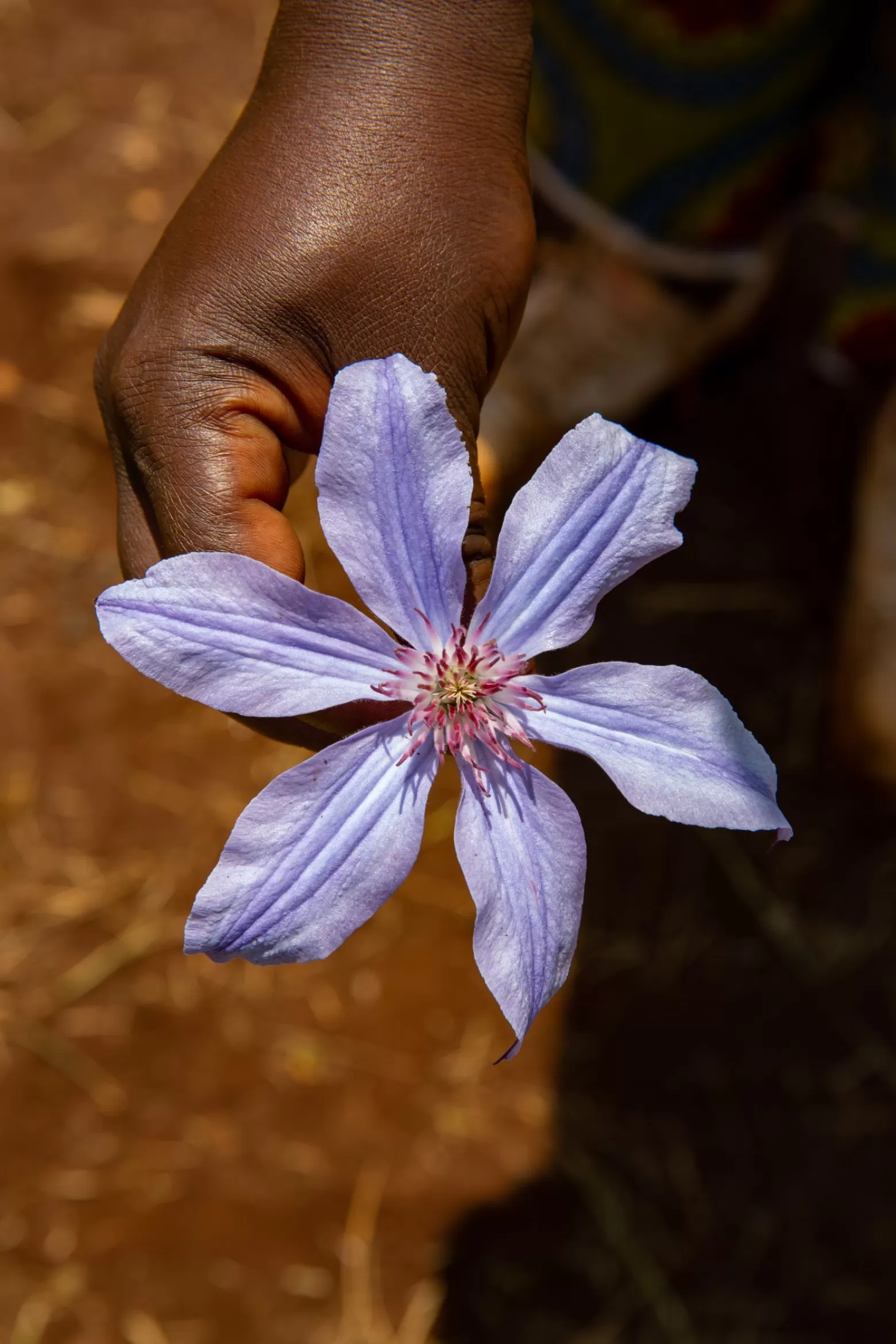 Marginpar Clematis Amazing Havana cut flower