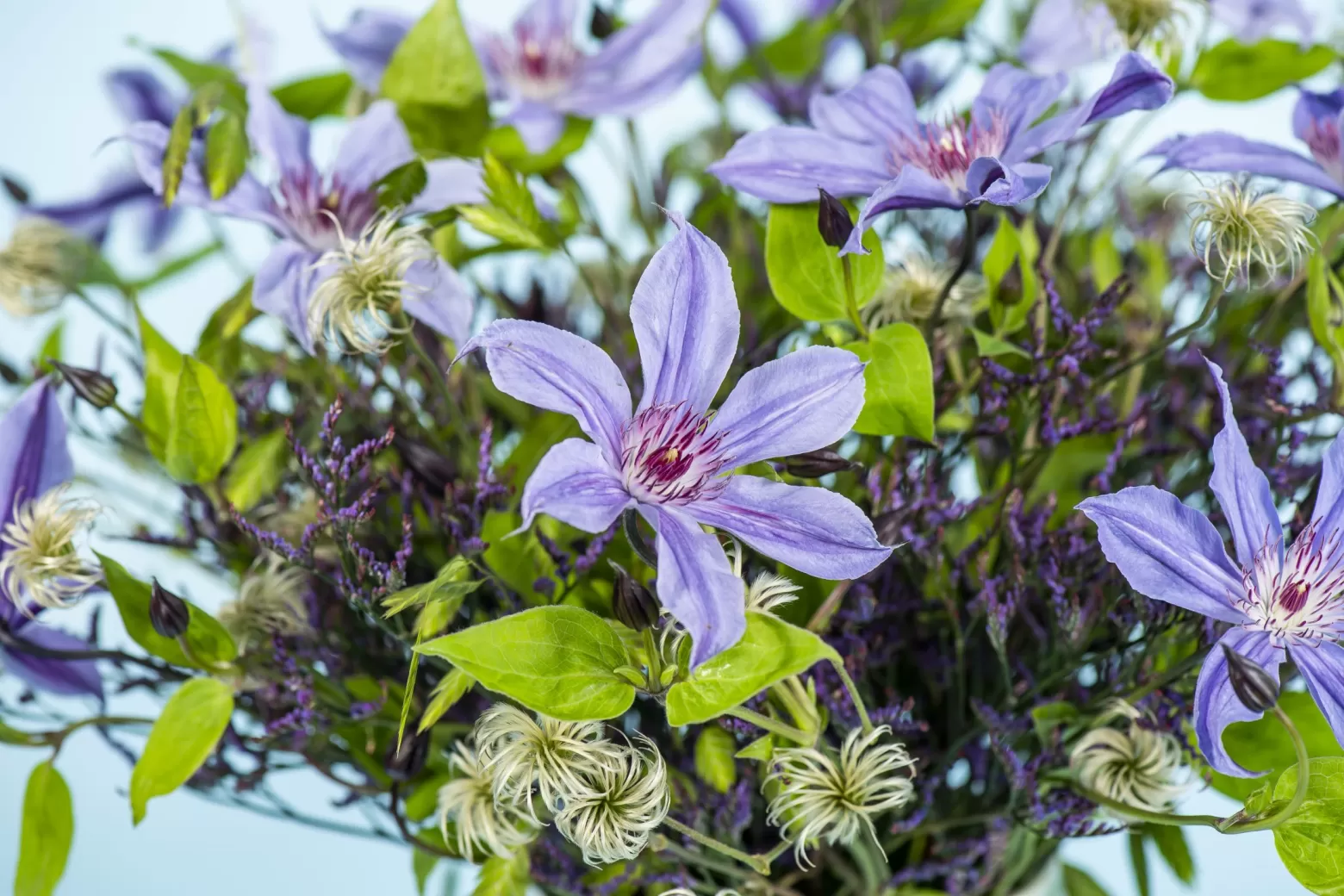 Marginpar Clematis Amazing Havana cut flower