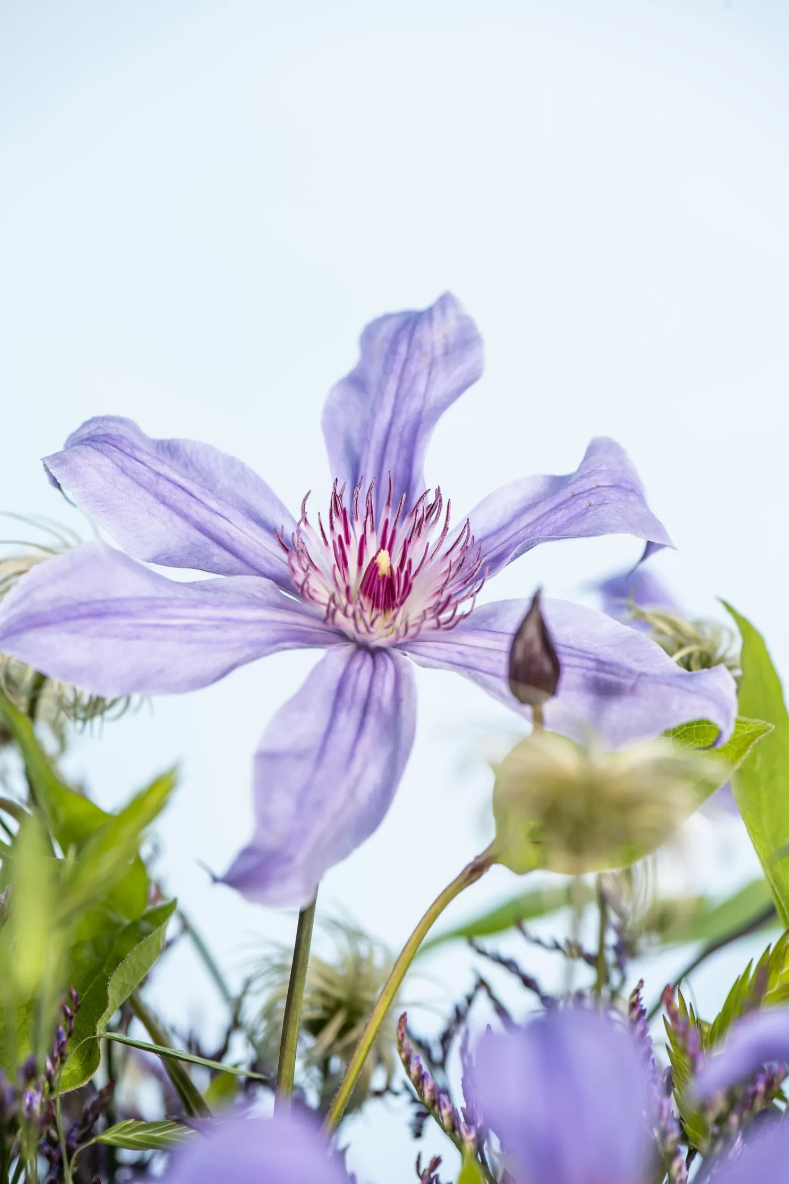 Marginpar Clematis Amazing Havana cut flower