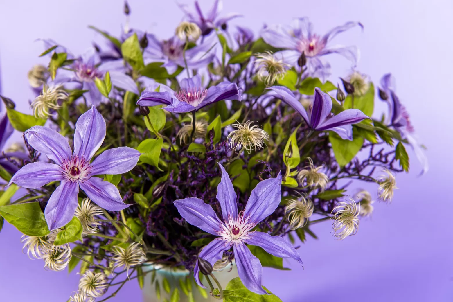 Marginpar Clematis Amazing Havana cut flower