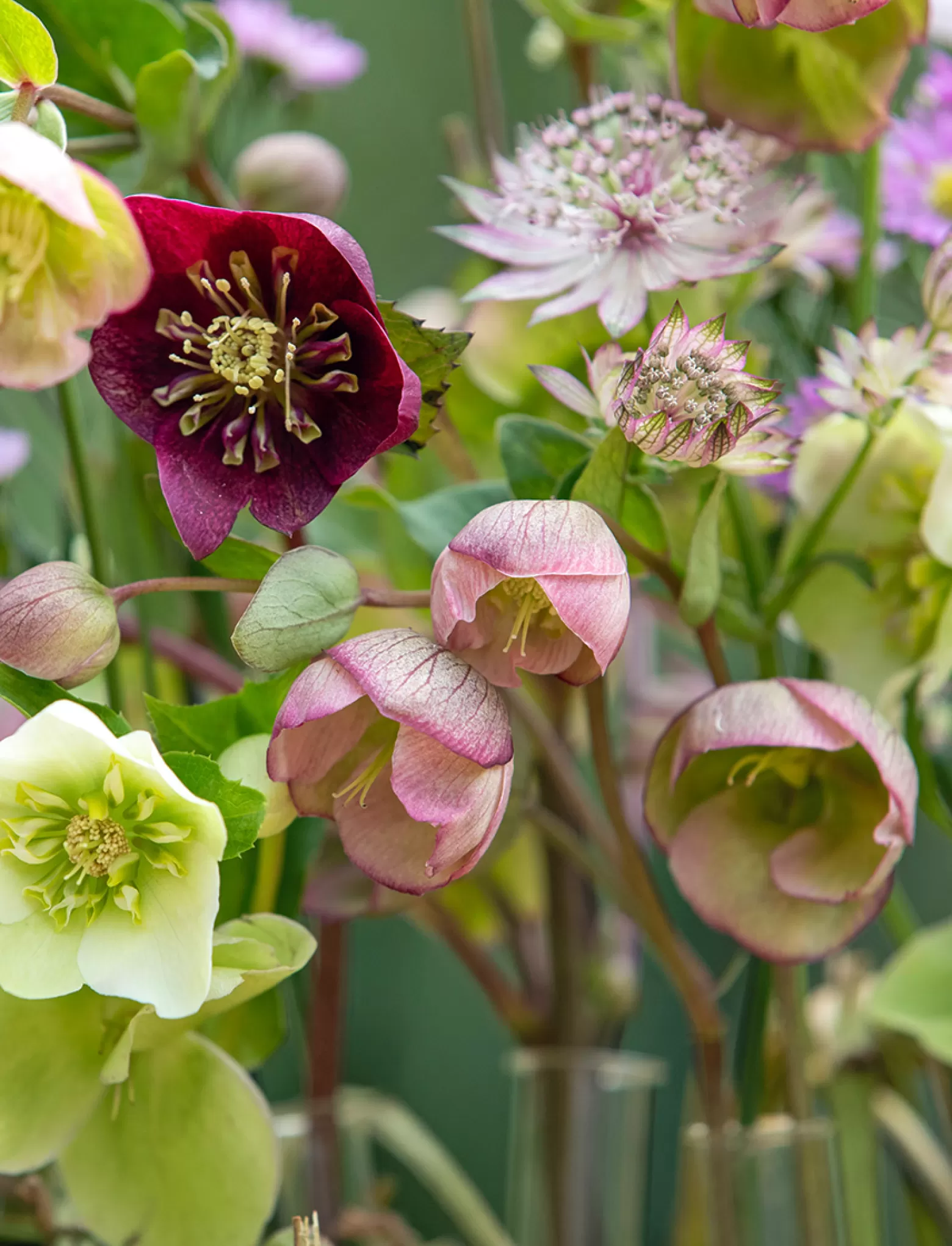 Helleborus Bella Belles - Marginpar cutflower