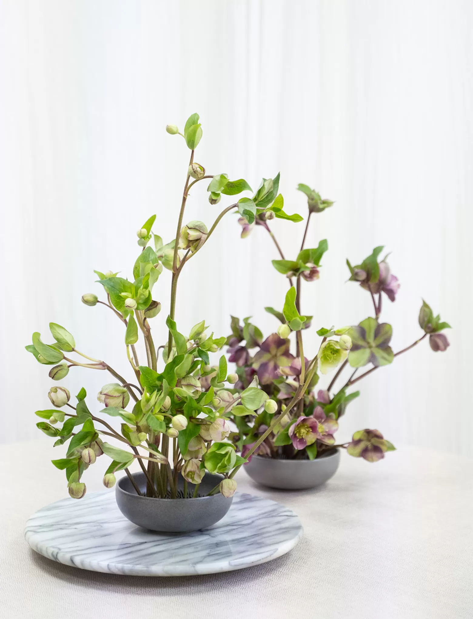 Helleborus Bella Belles - Marginpar cutflower