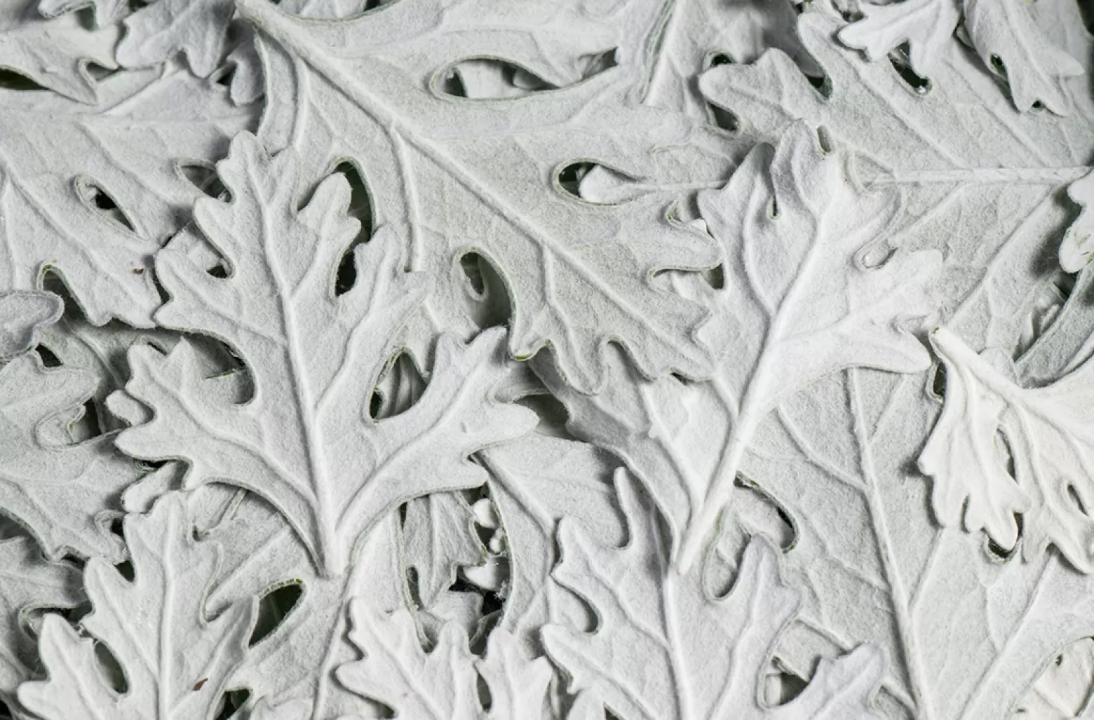 Hanneke Frankema - Jacobaea design