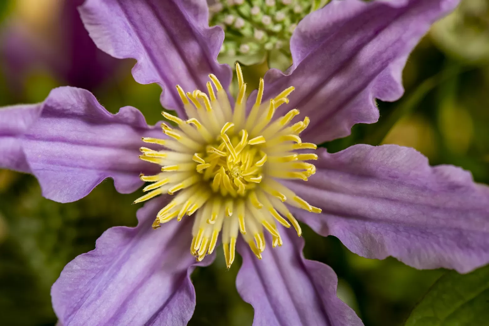 Marginpar Clematis Amazing London cut flower