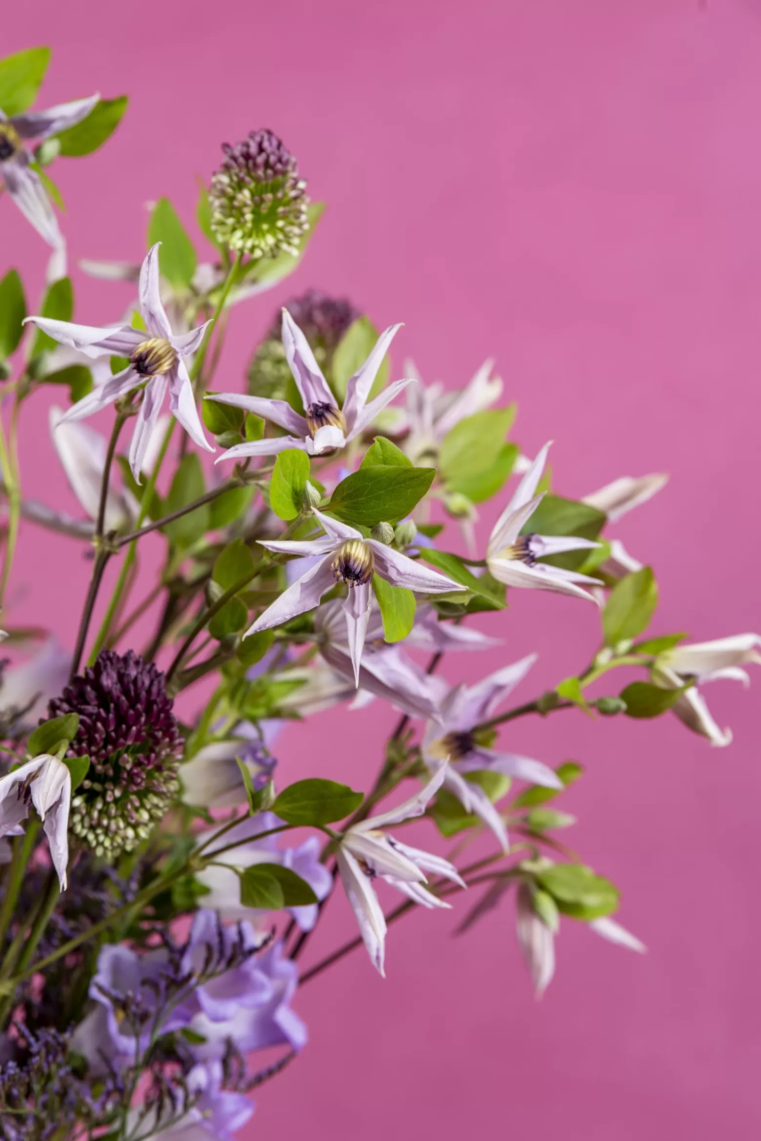 Marginpar Clematis Amazing Miami cut flower