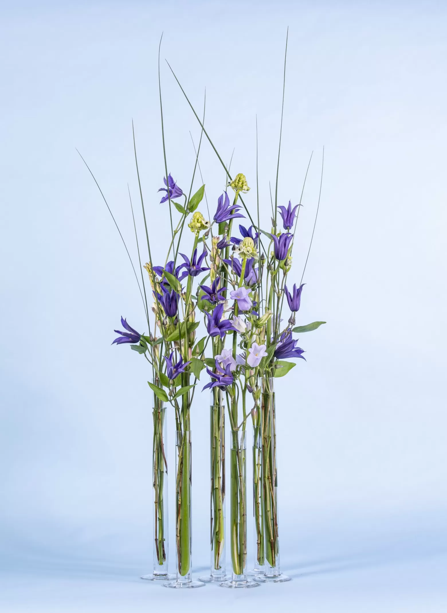 Marginpar Clematis Amazing Oslo cut flower