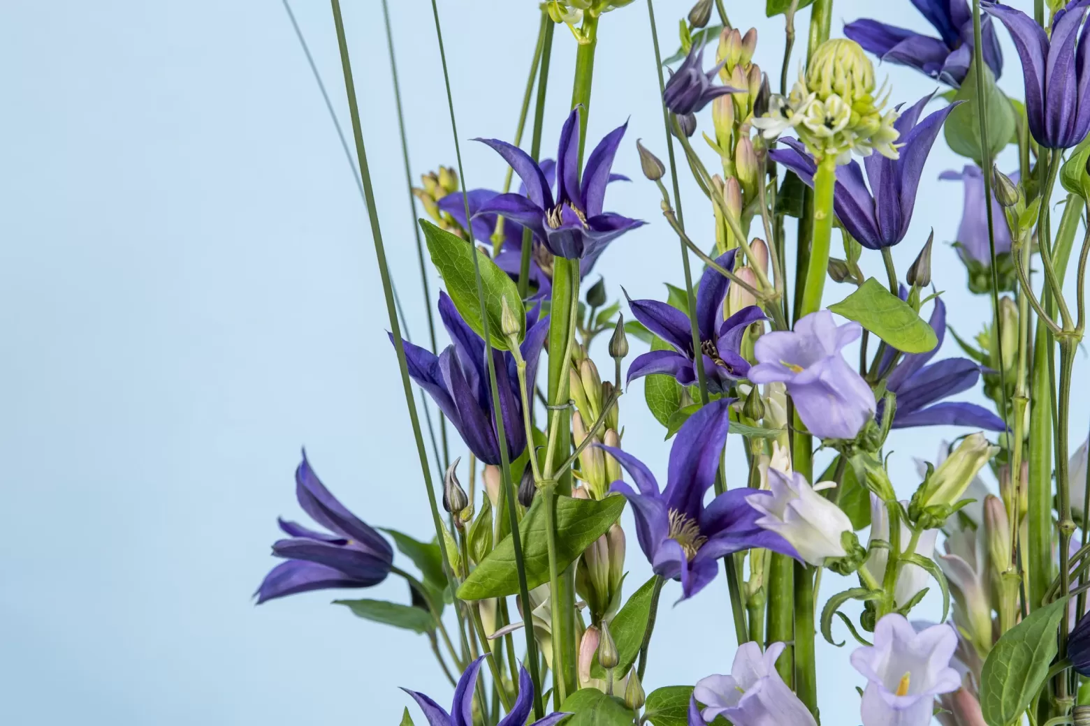 Marginpar Clematis Amazing Oslo cut flower