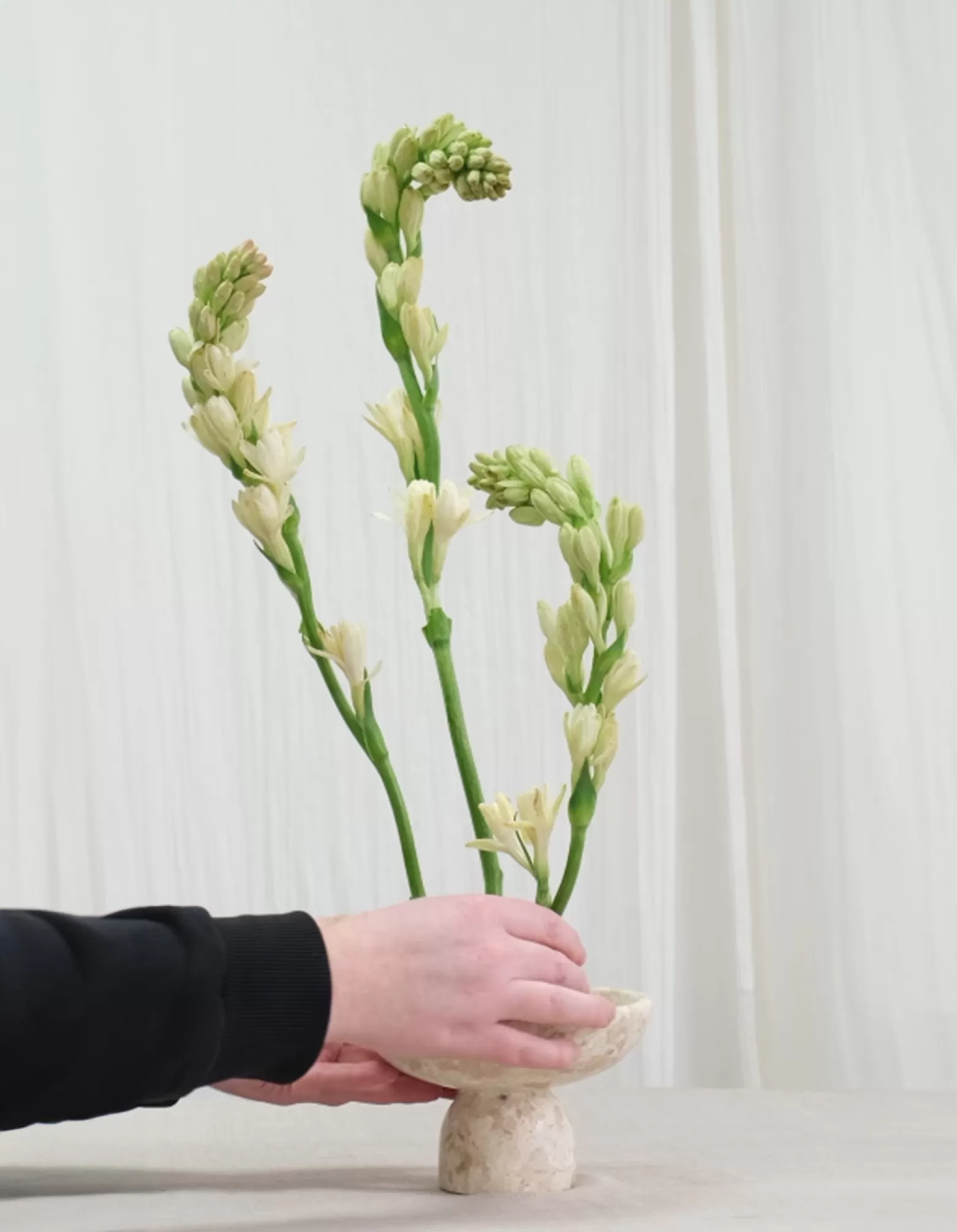 Polianthes Elvy Ivory - Marginpar cut flower