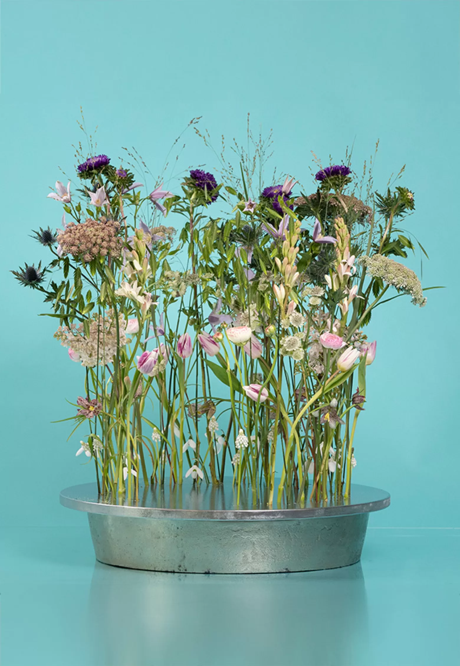 Polianthes Elle Pink - Marginpar Cutflower