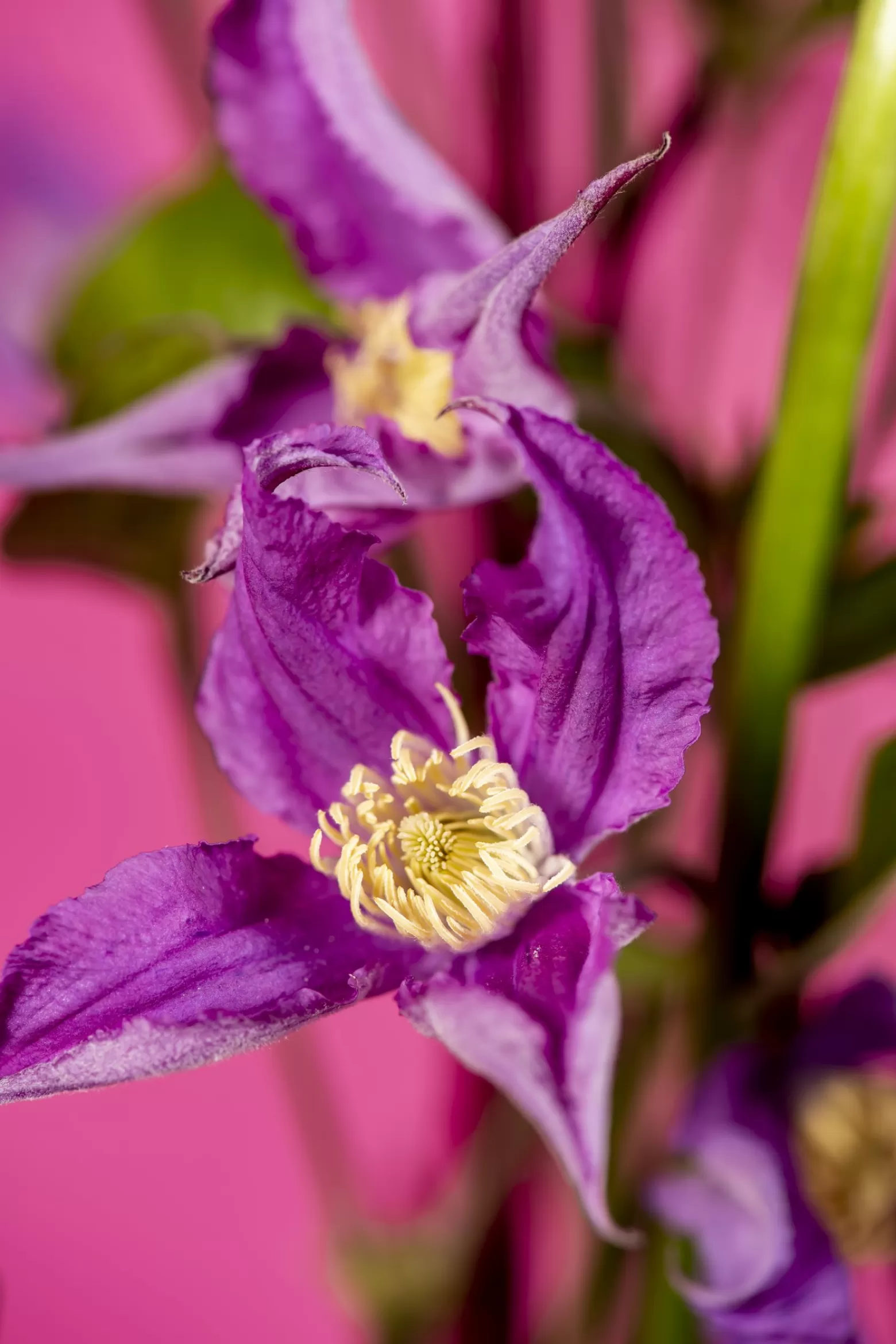 Marginpar Clematis Amazing Rome cut flower