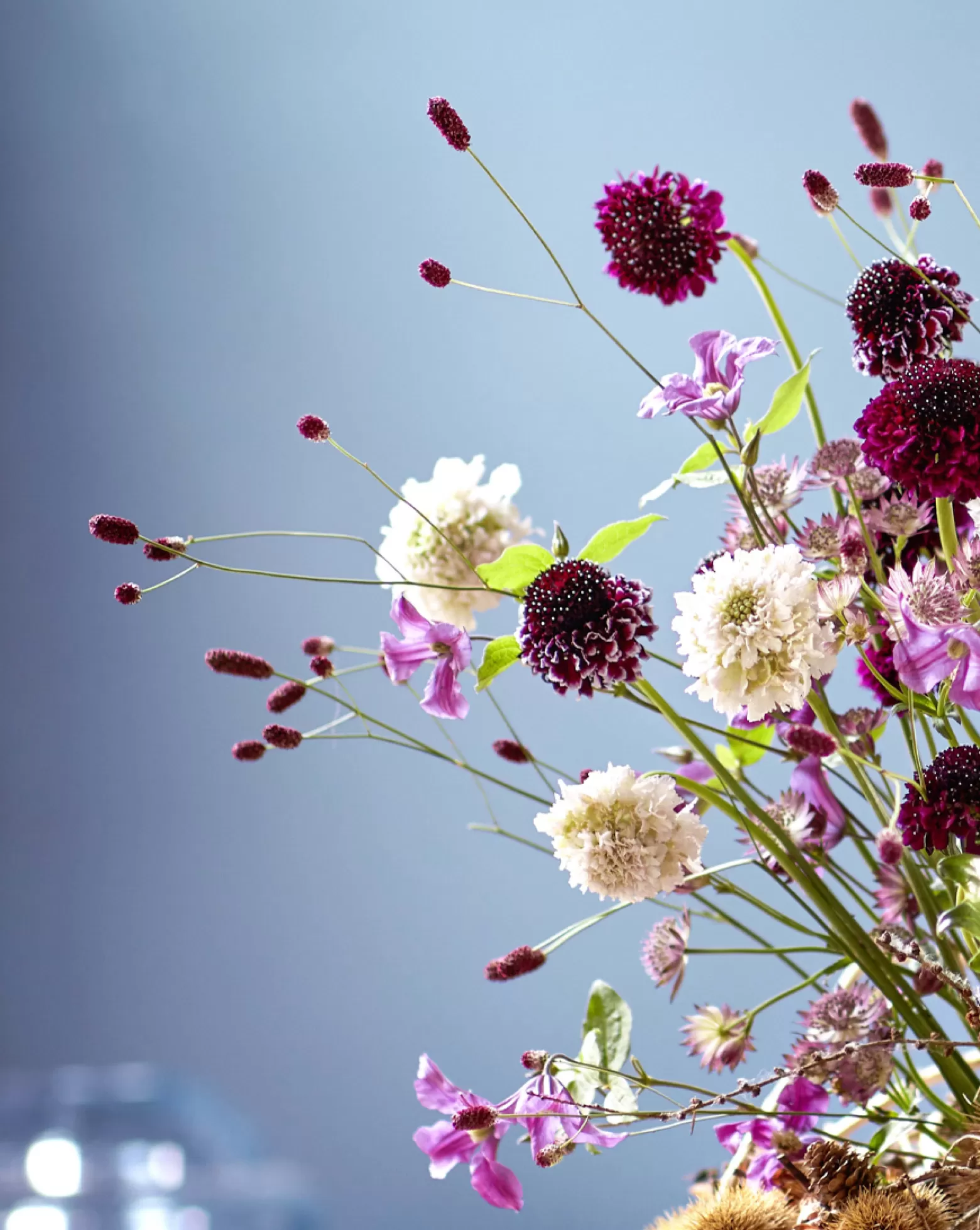 Sanguisorba cut flower Marginpar