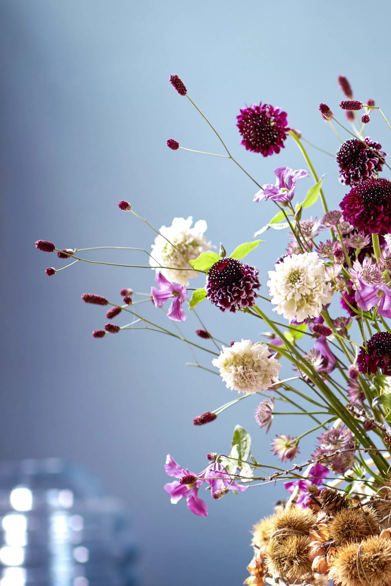 Sanguisorba cut flower Marginpar