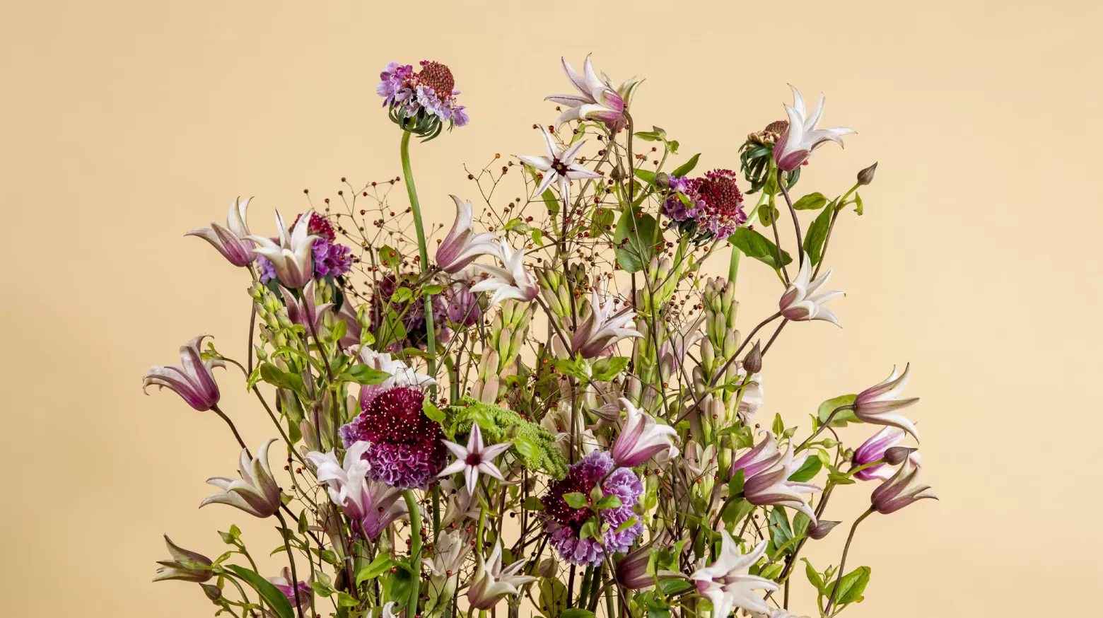 Scabiosa Focal Scoop™ Bicolor Pink Marginpar