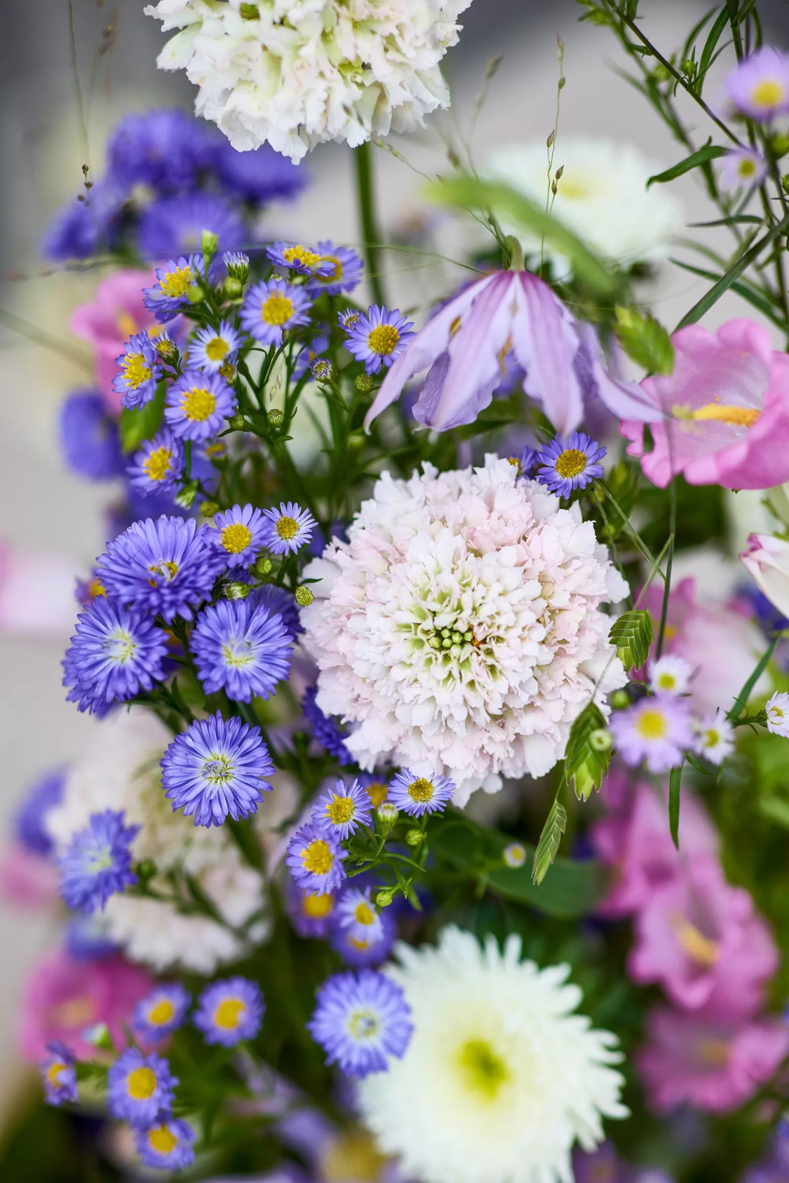 Scabiosa French Vanilla - BLOOM's Wedding