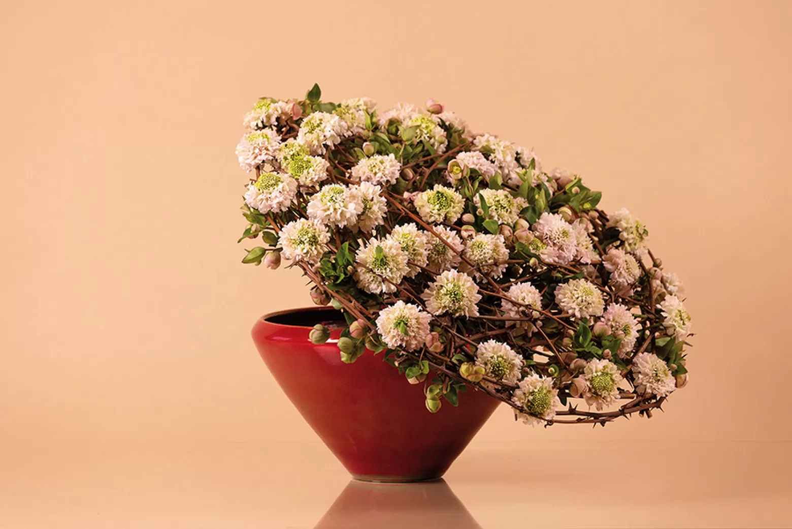 Scabiosa French Vanilla - Max van de Sluis