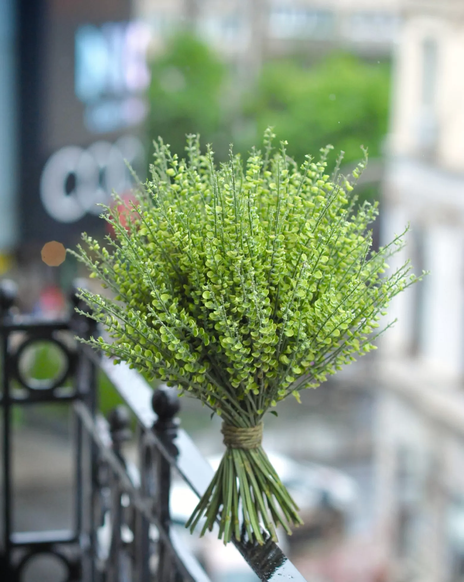 Scutellaria cut flower Tinkerbell Marginpar