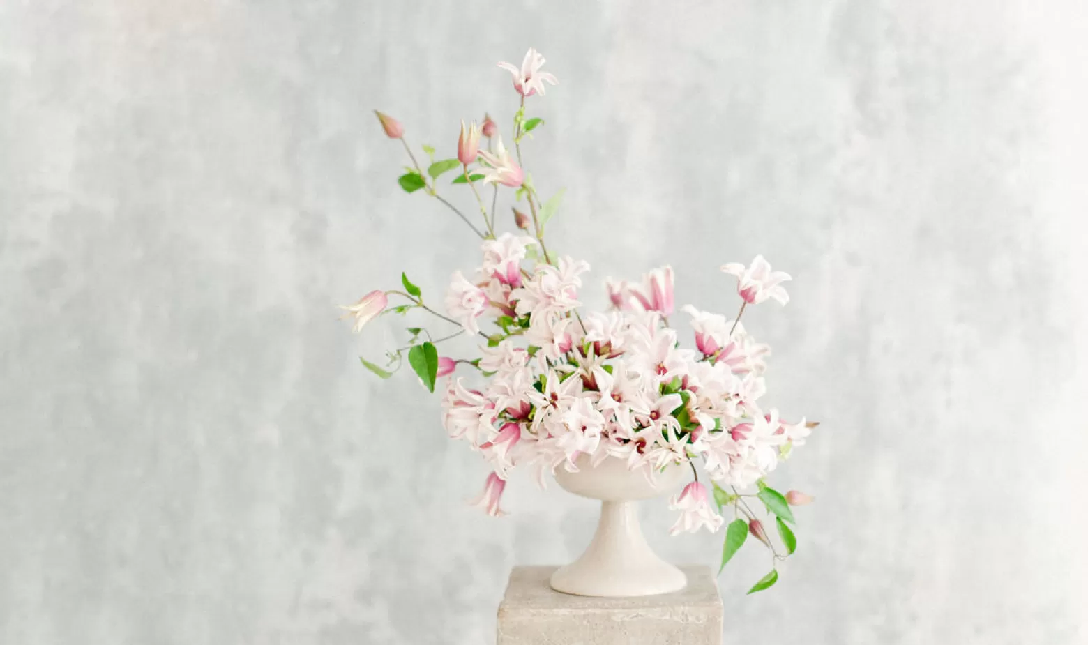 Marginpar Clematis Amazing Sevilla cut flower