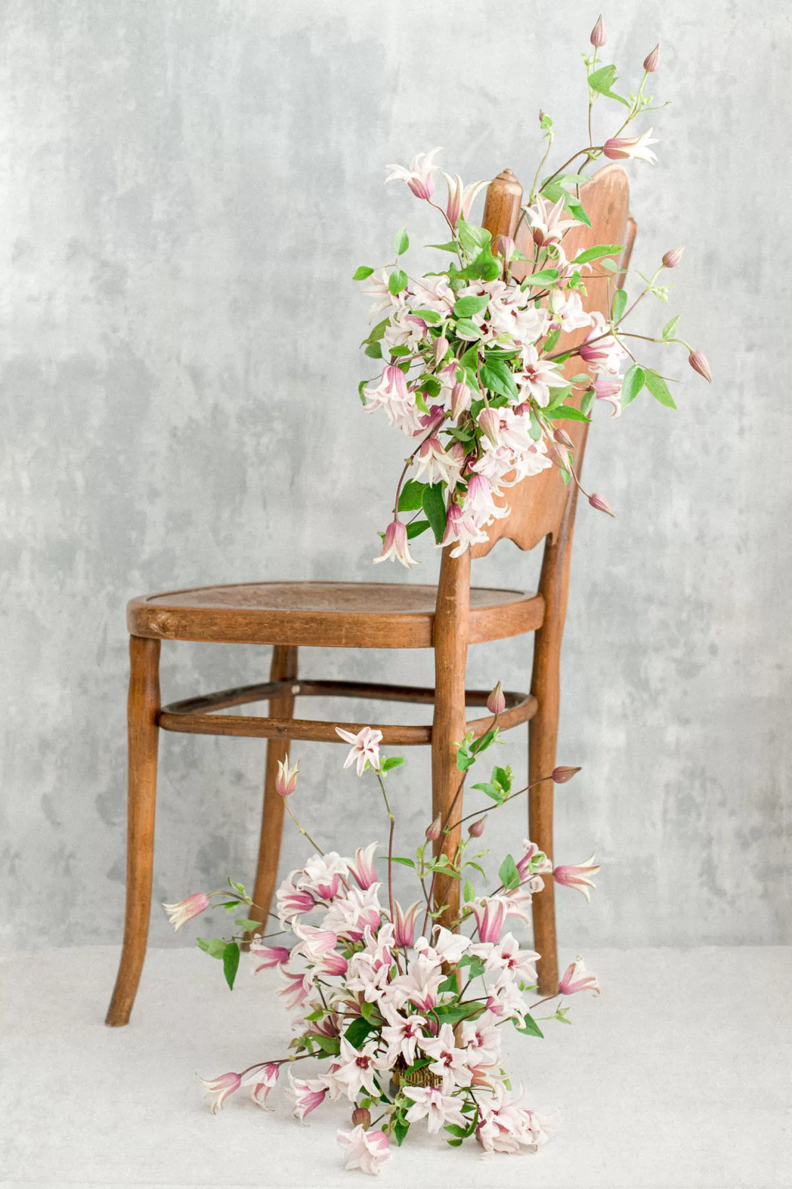 Marginpar Clematis Amazing Sevilla cut flower