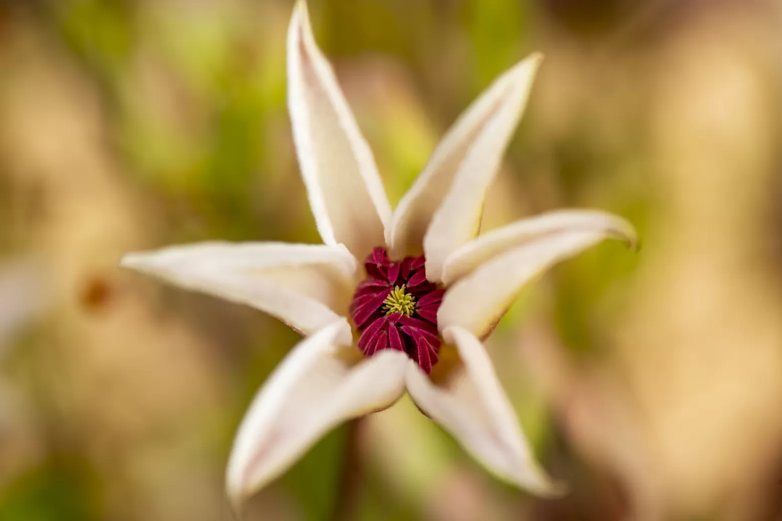 Marginpar Clematis Amazing Sevilla cut flower