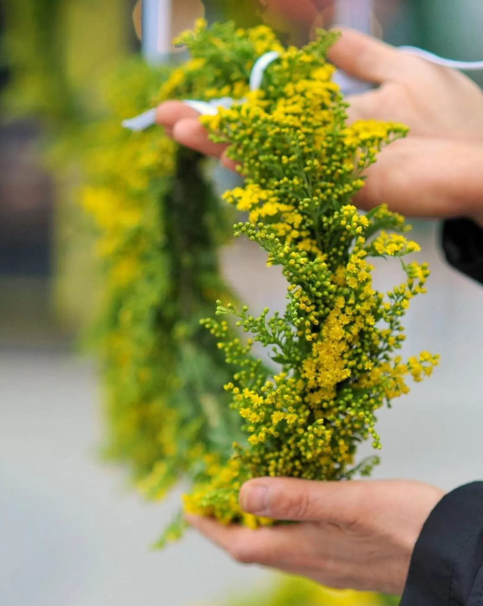 Solidago cut flower Marginpar