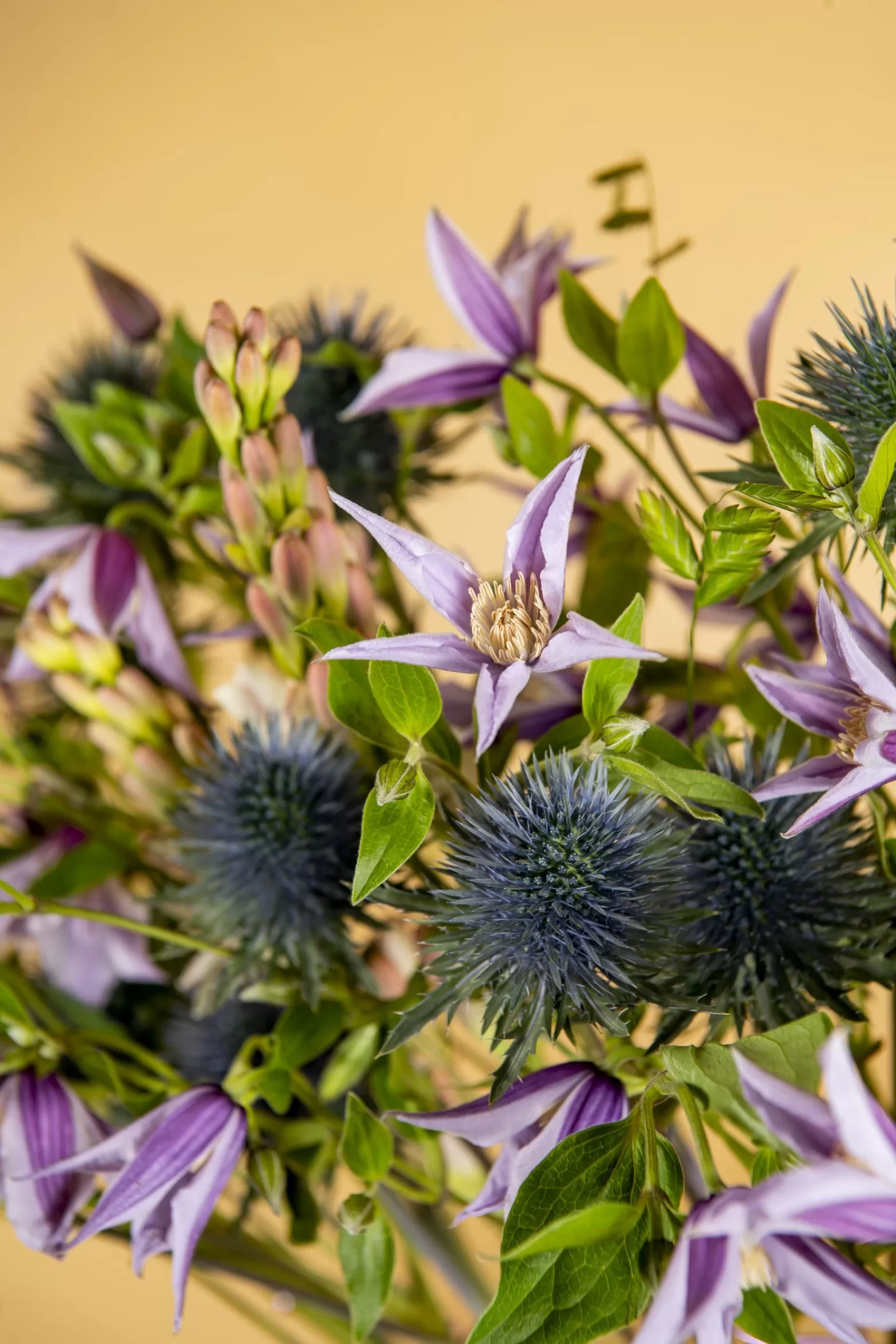 Marginpar Clematis Amazing Star River cut flower