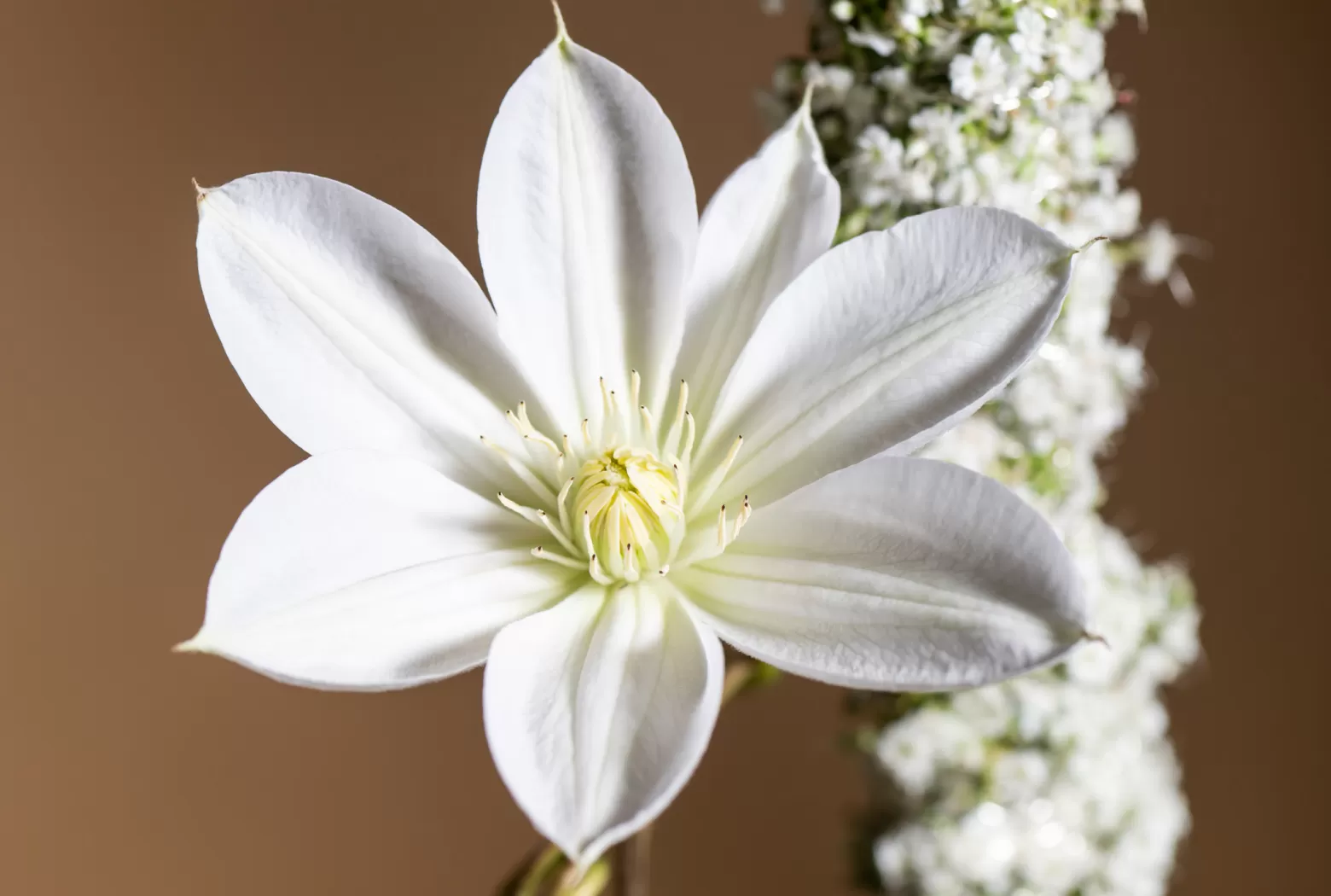 Clematis Amazing Vienna - Marginpar Cutflower
