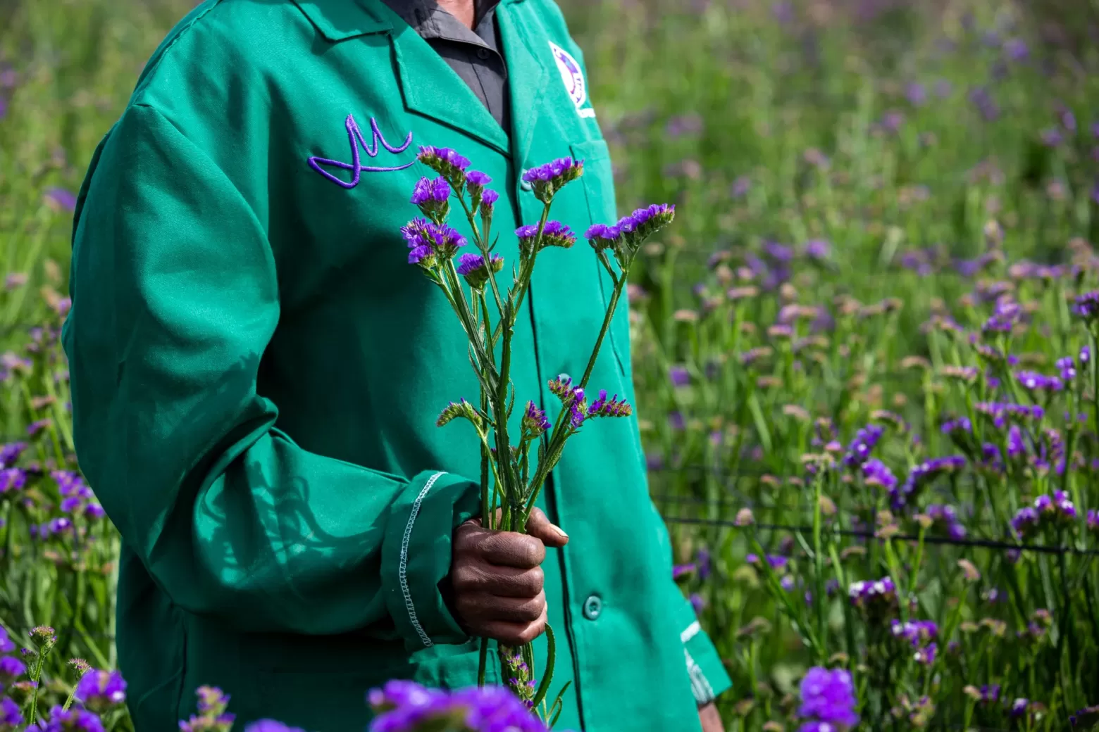 Farm Photo - Limonium