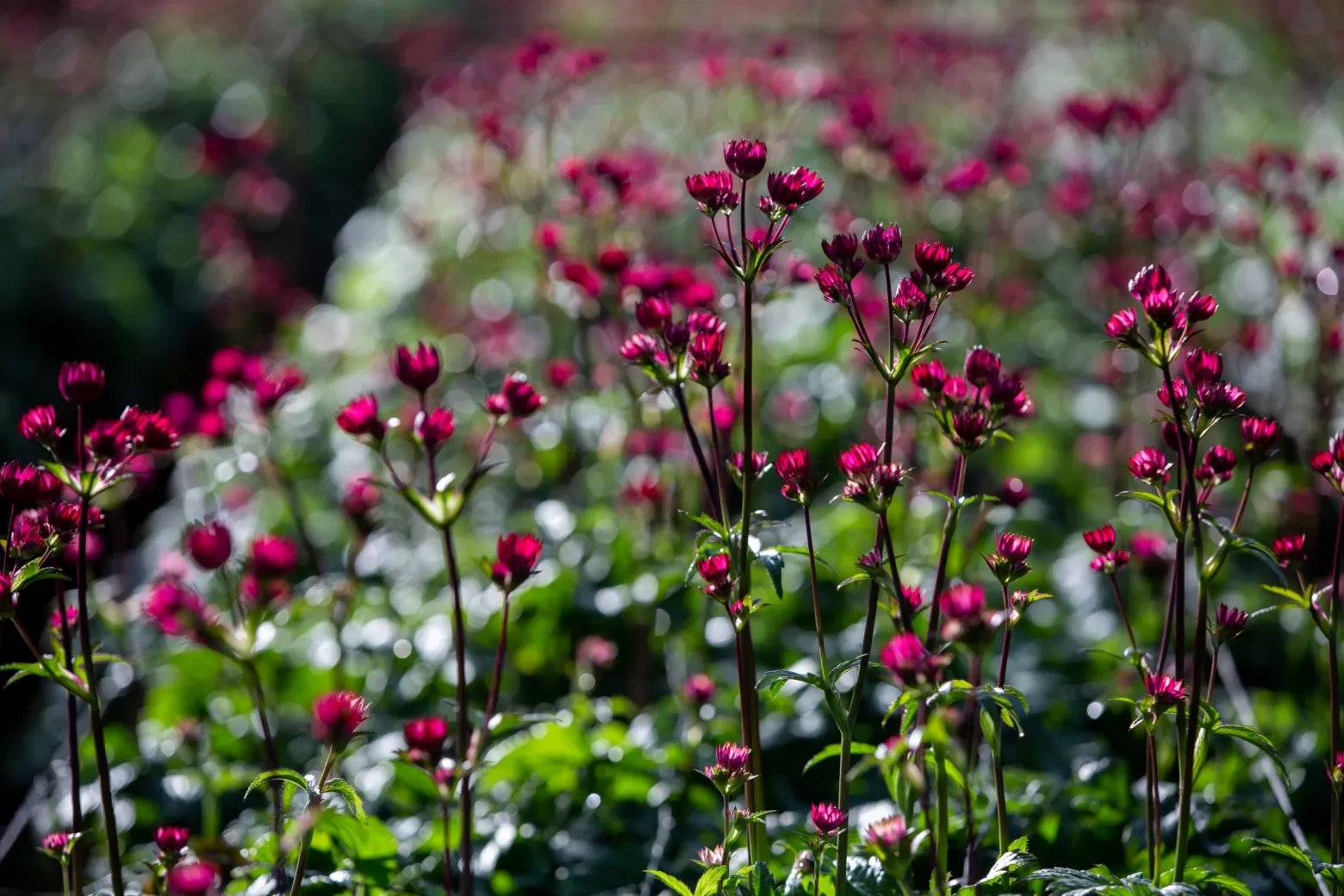 Astrantia Star of Flame®