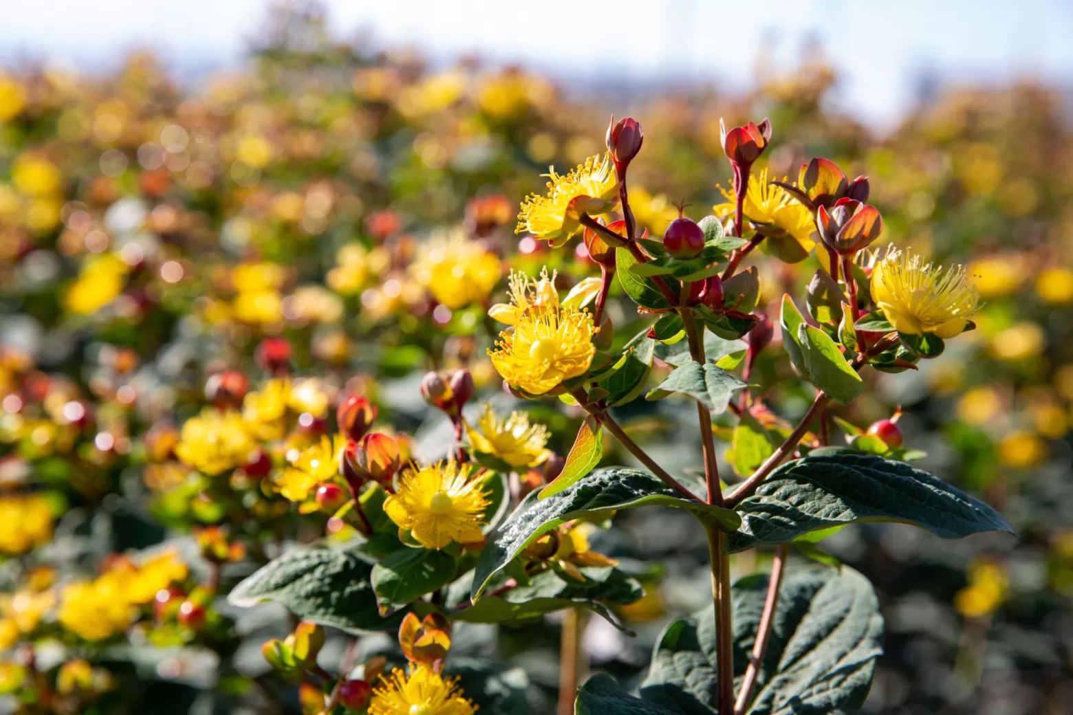 Hypericum bloemenveld in Kenia