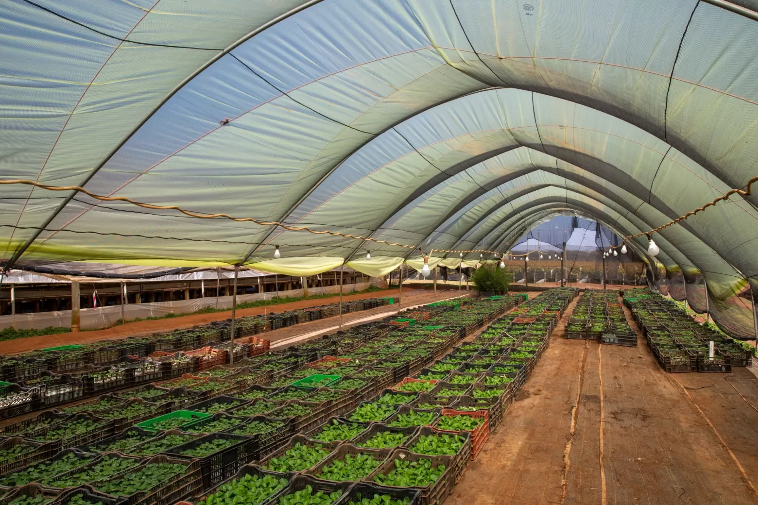 Propagation area flower farm