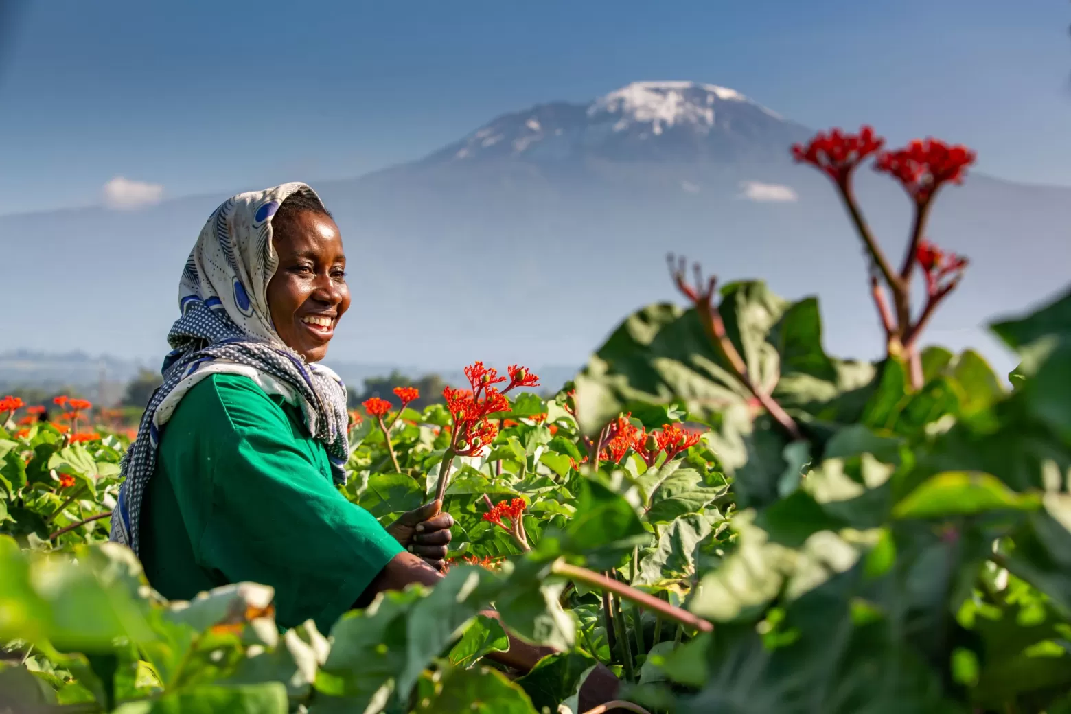 Jatropha Firecracker flower field in Tanzania 