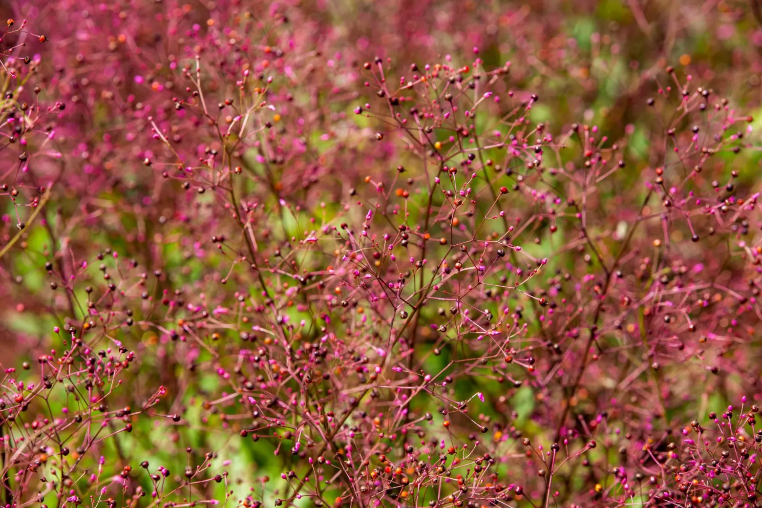 Talinum 'Long John' flowre field in Tanzania