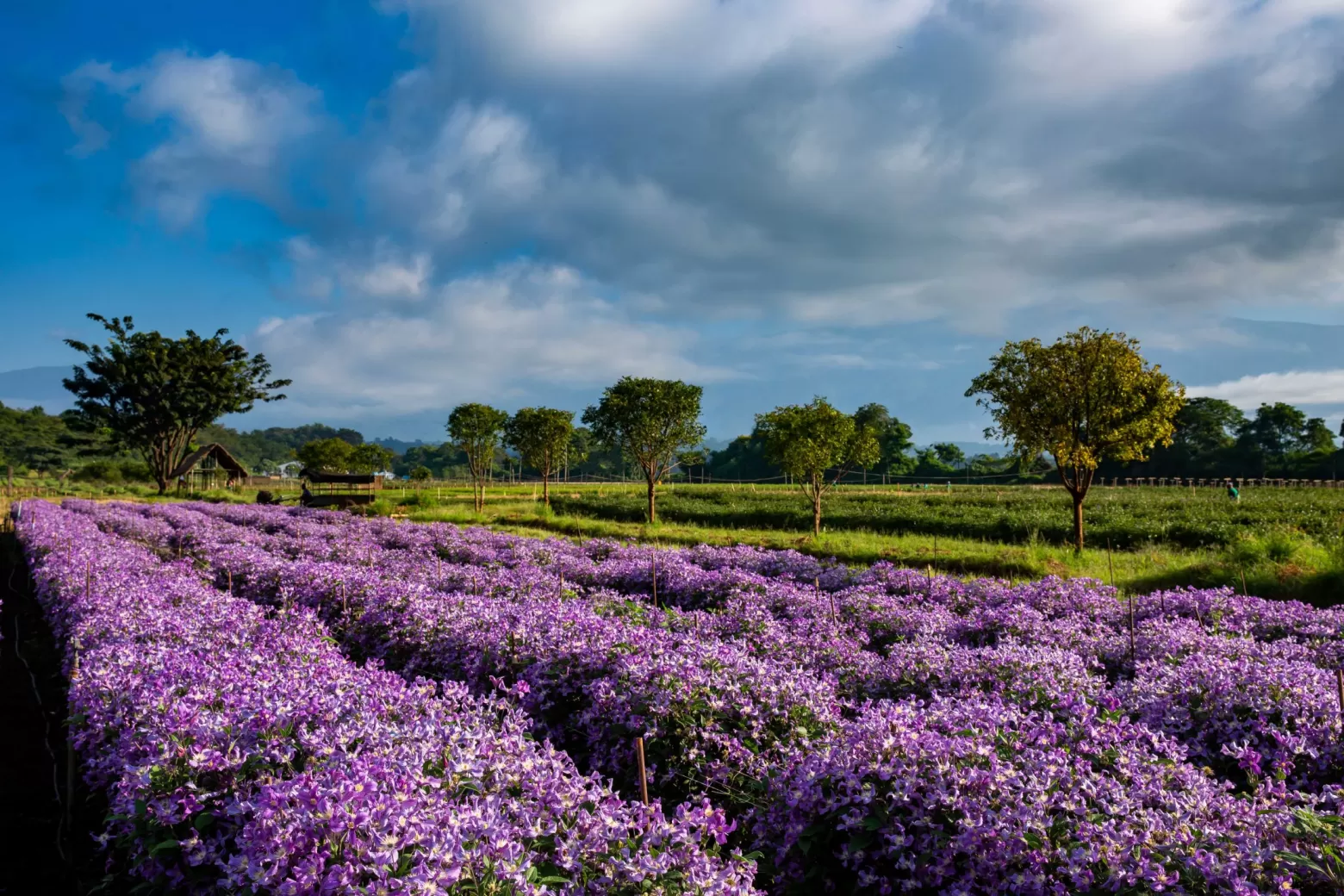 Clematis Amazing® Rome bloemenveld in Tanzania