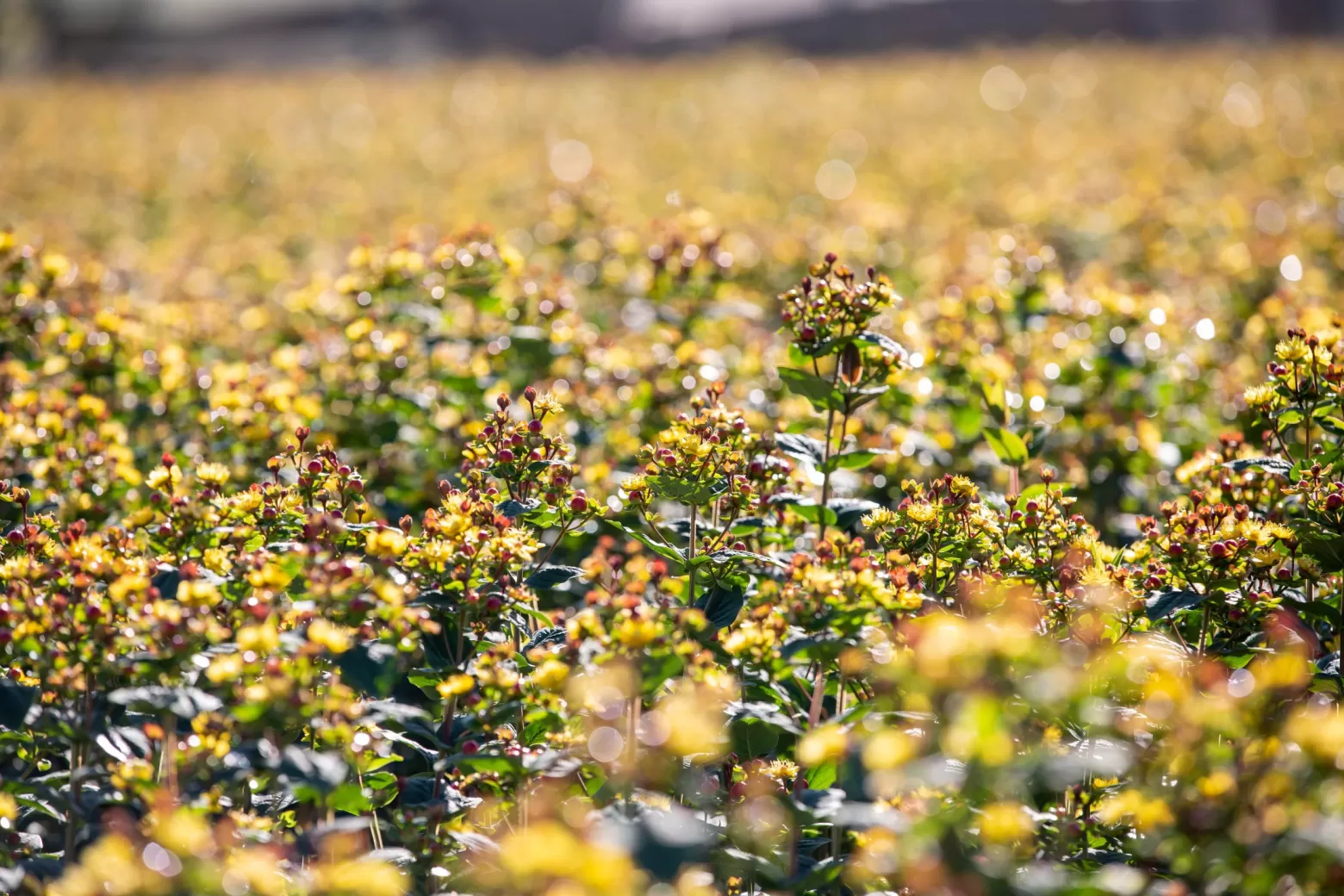 Hypericum-Blütenfeld in Kenia