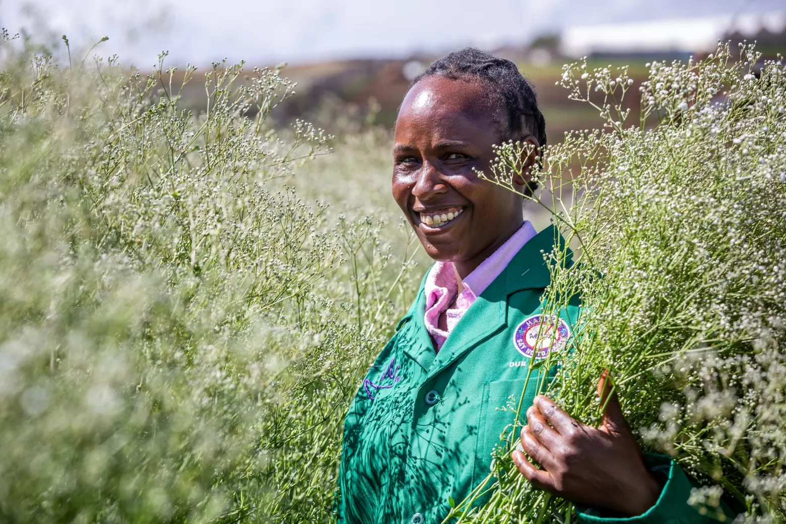 Value adder in een Gypsophila Xlence® bloemenveld in Kenia