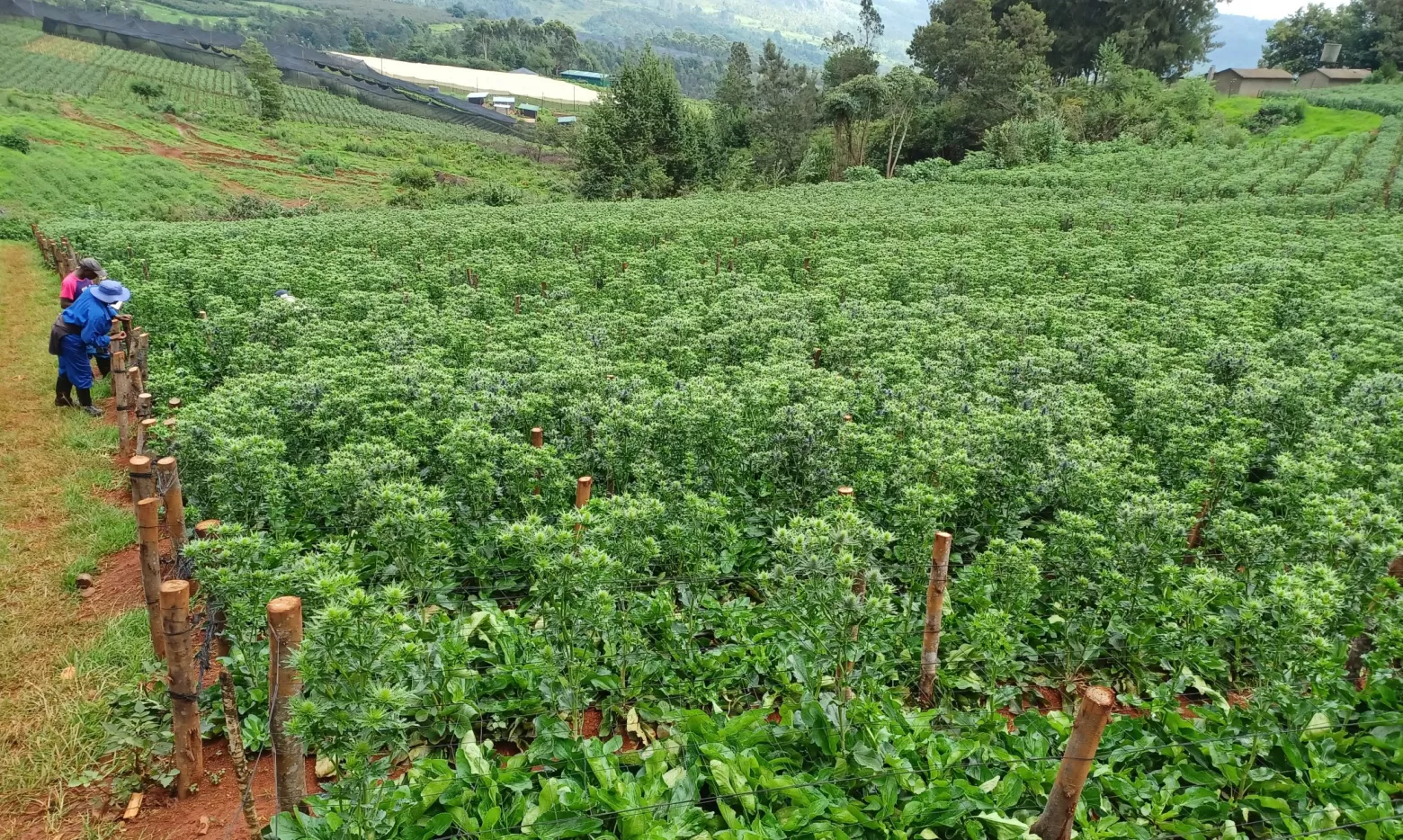 Eryngium flower field in Zimbabwe