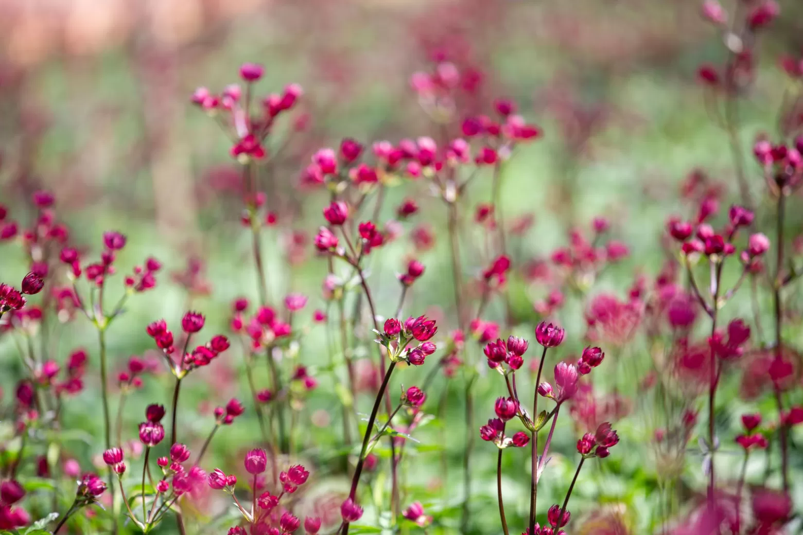 Astrantia in het veld