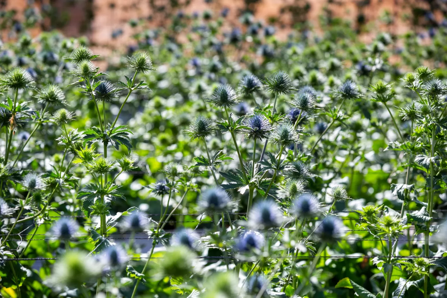 Eryngium Magnetar Questar flower field in Kenya