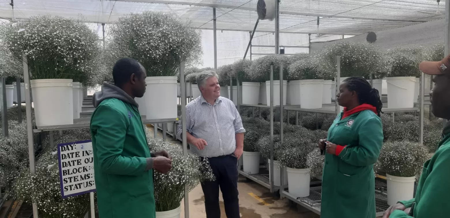 Jonathan Ralling amidst Gypsophila