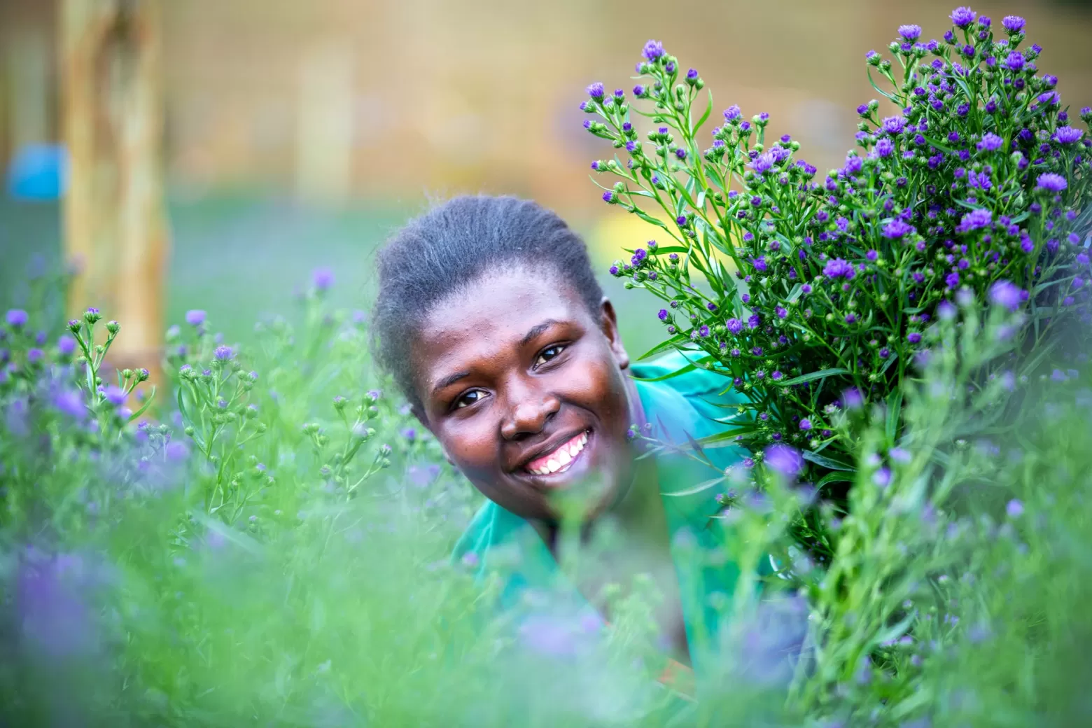 Value adder erntet Aster Dark Milka in Kenia