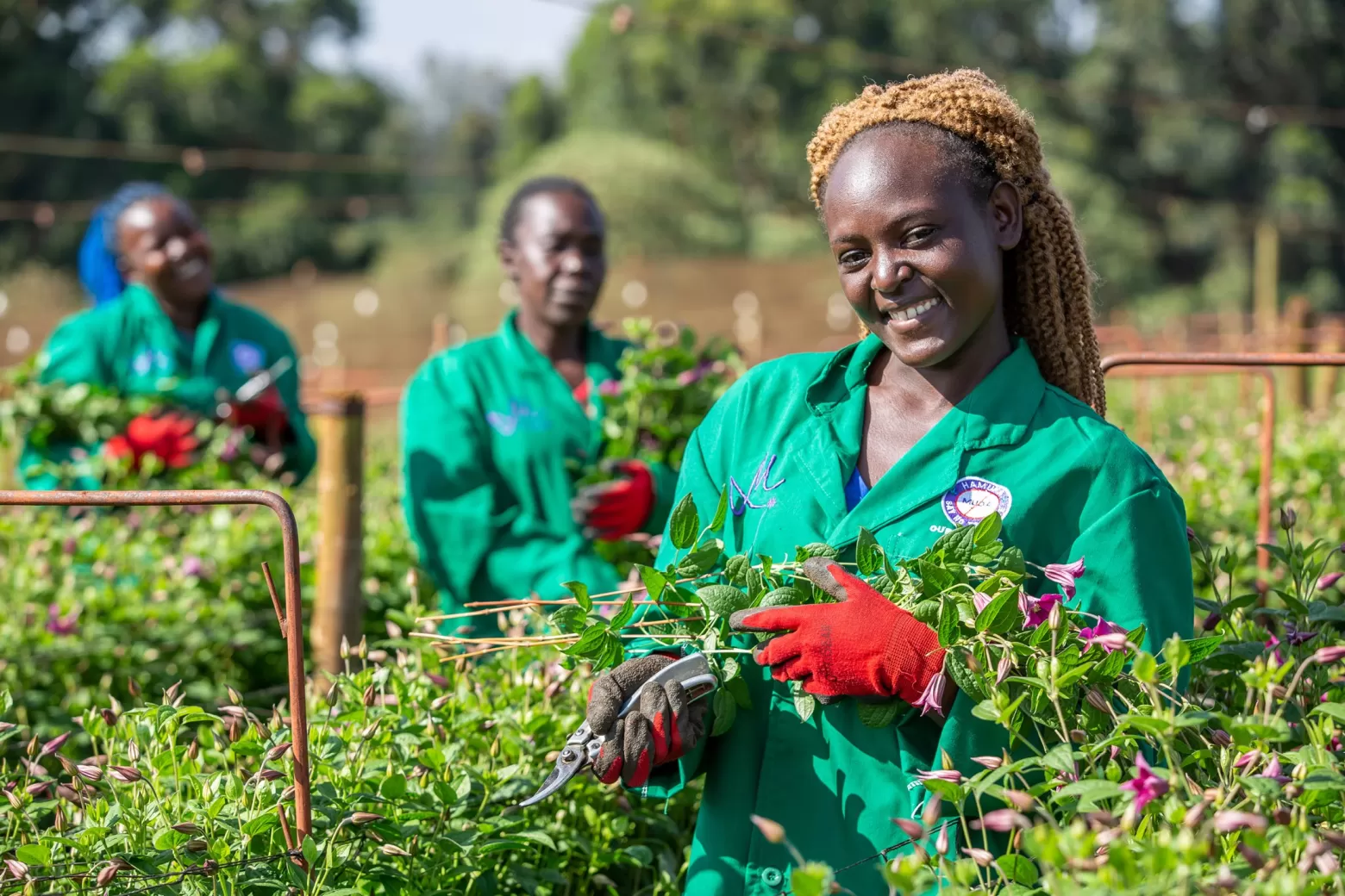 Value adders harvesting Clematis Amazing® Kyiv in Kenya