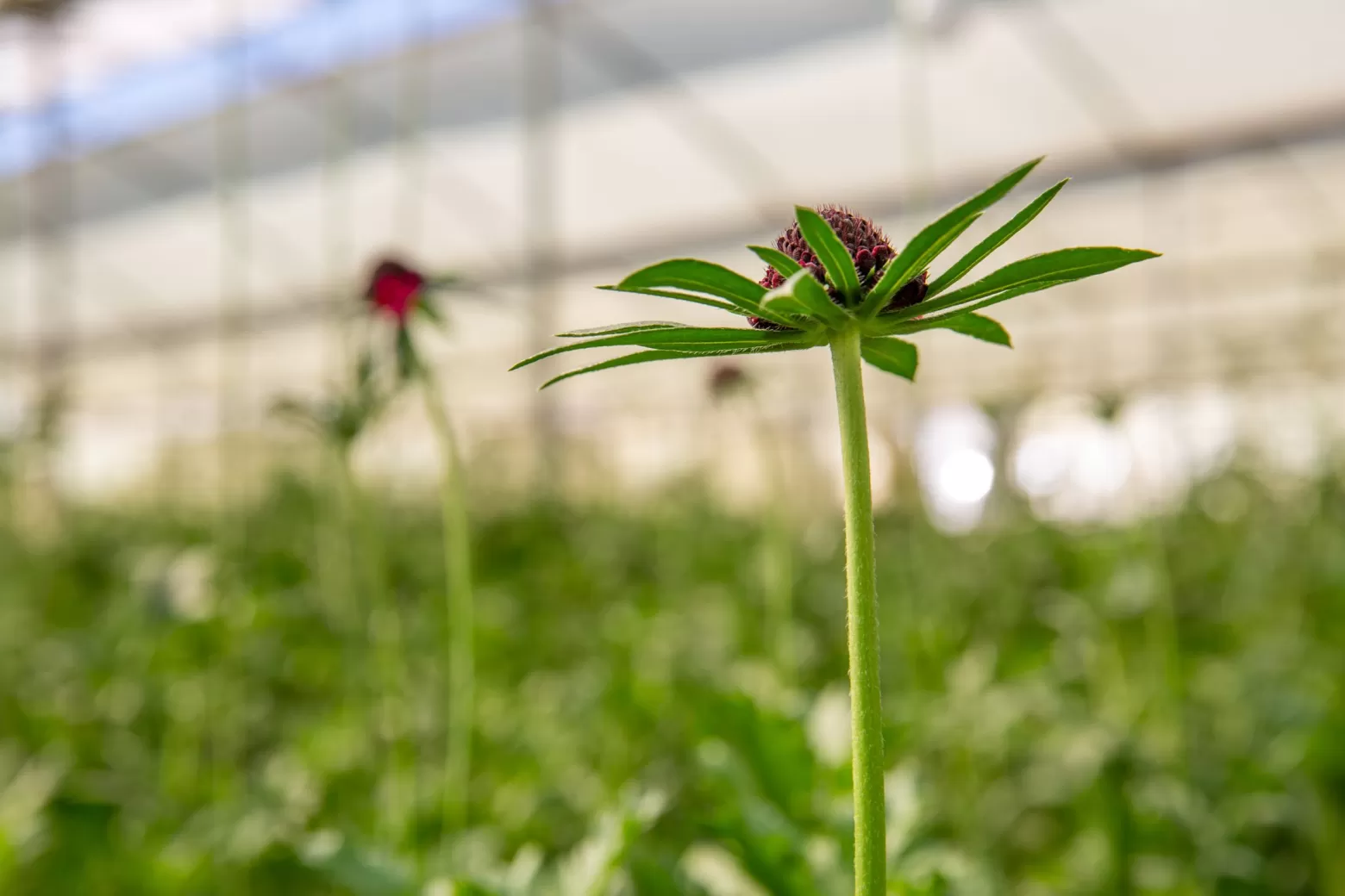 Scabiosa in the flower fields in Kenya