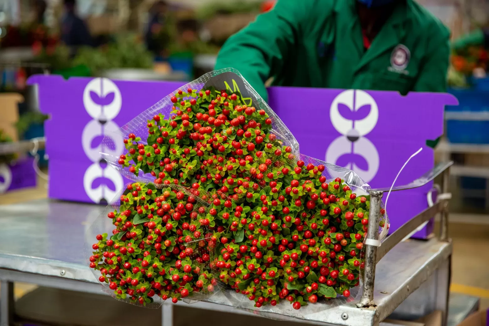 packinghouse; packing Hypericum